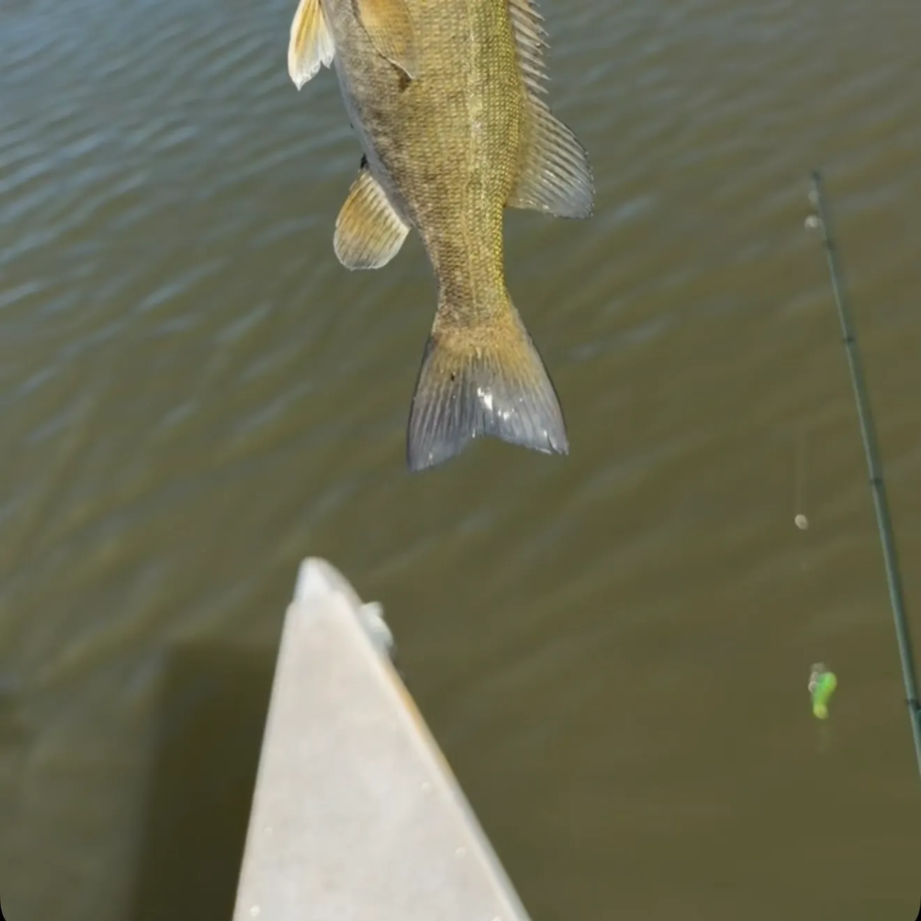 Smallmouth bass caught on Fishbrain