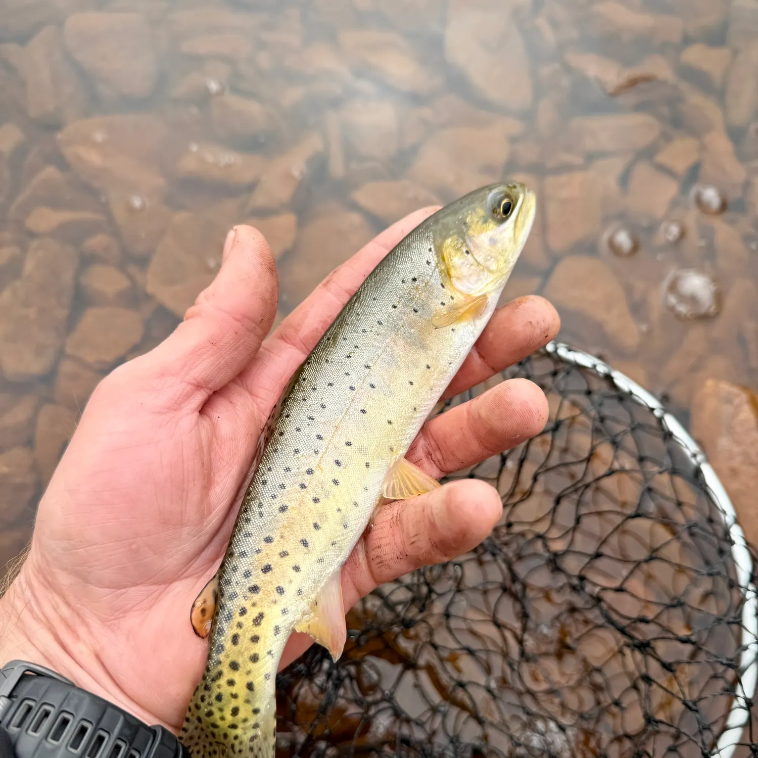 Cutthroat trout caught on Fishbrain