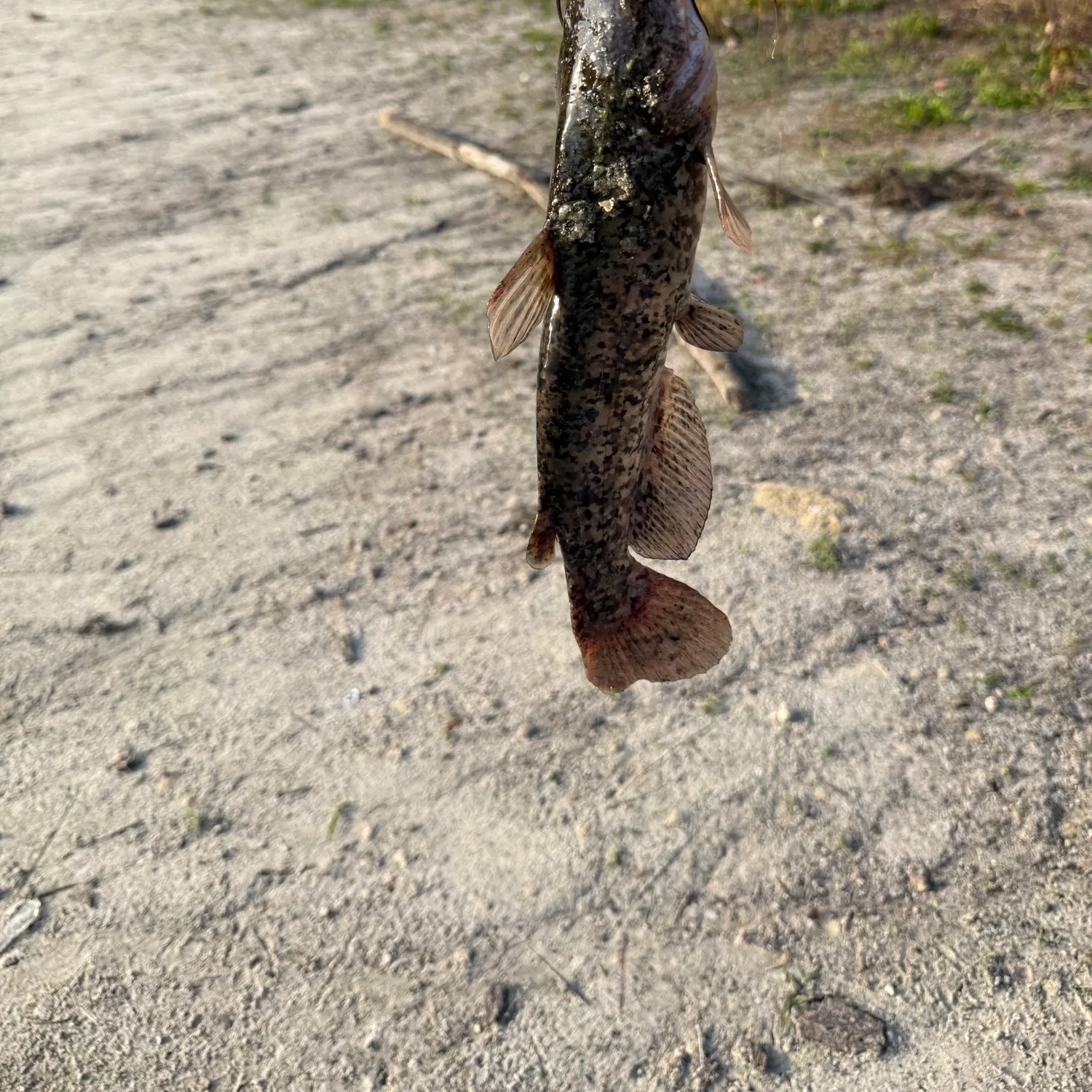 The most recent Black bullhead catches on Fishbrain