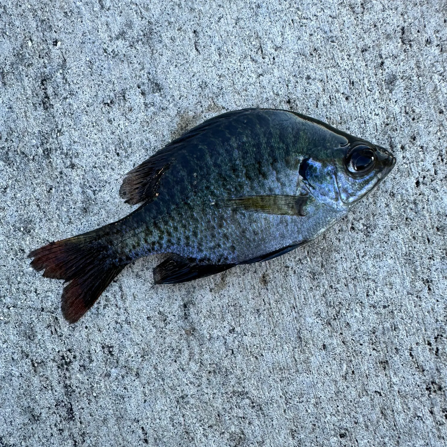 Bluegill caught on Fishbrain