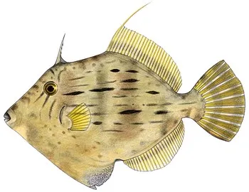 Thread-sail filefish