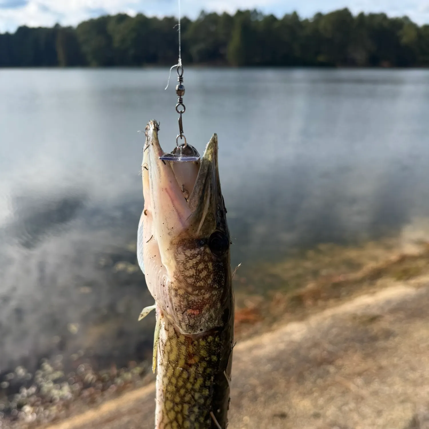 Chain pickerel caught on Fishbrain