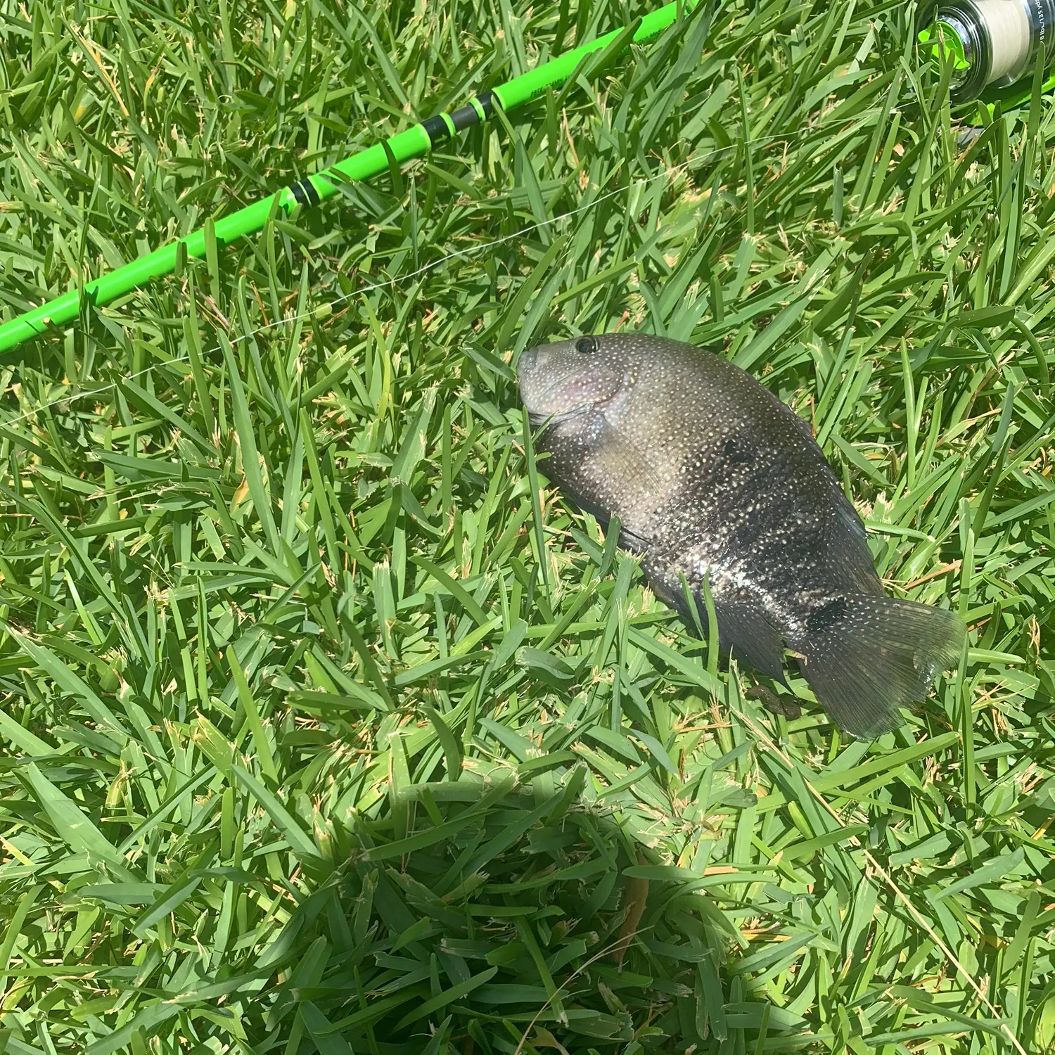 The most recent Rio Grande cichlid catches on Fishbrain