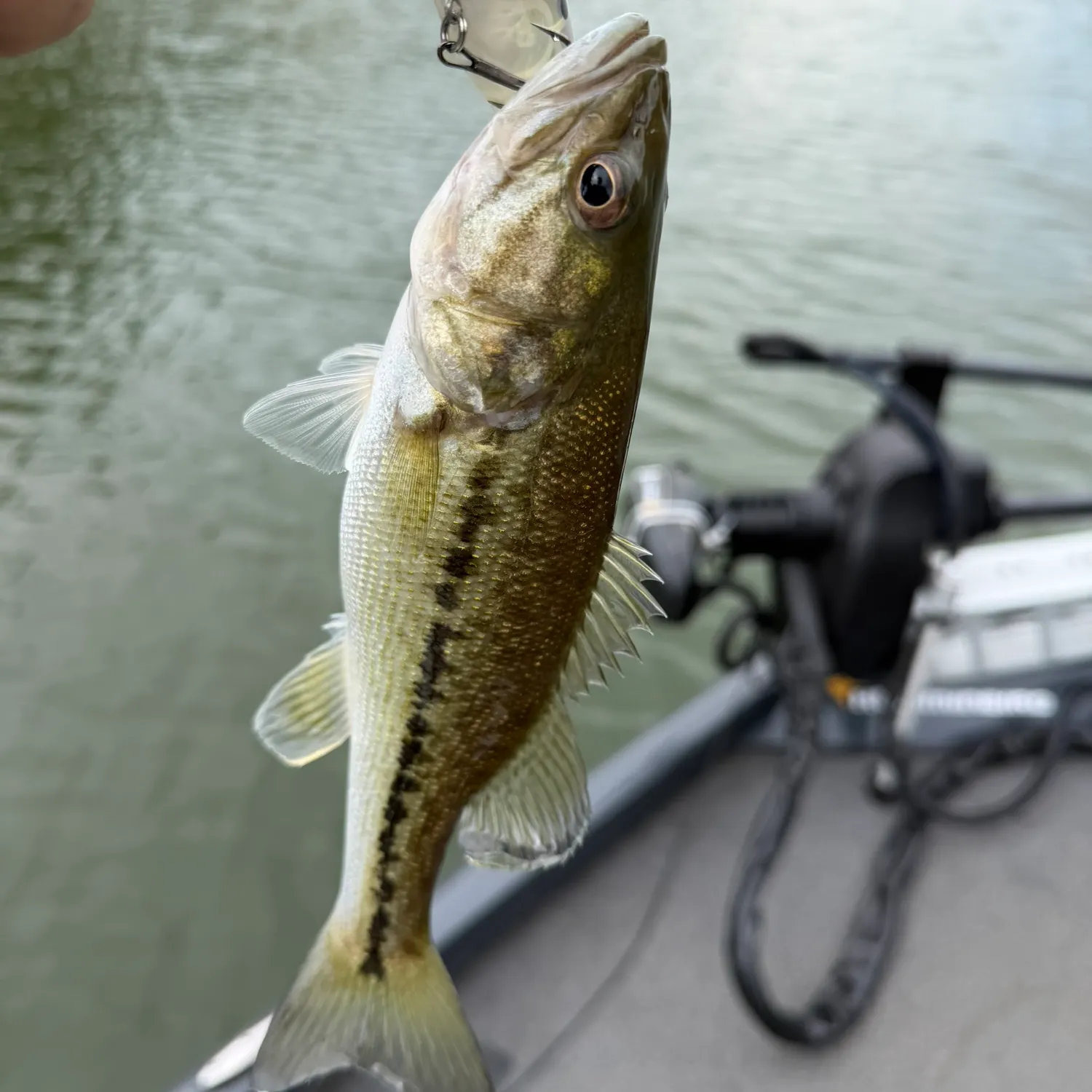 Spotted bass caught on Fishbrain