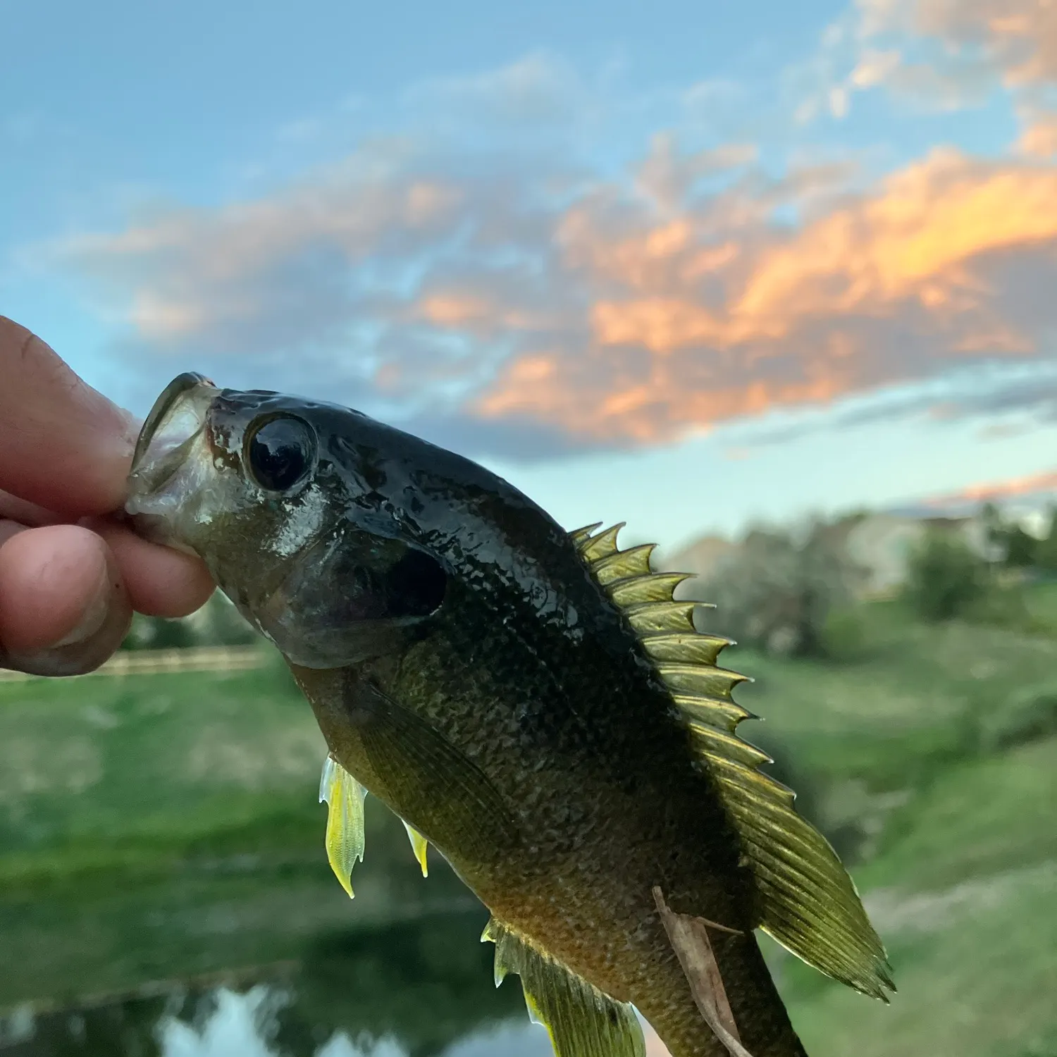 Green sunfish caught on Fishbrain