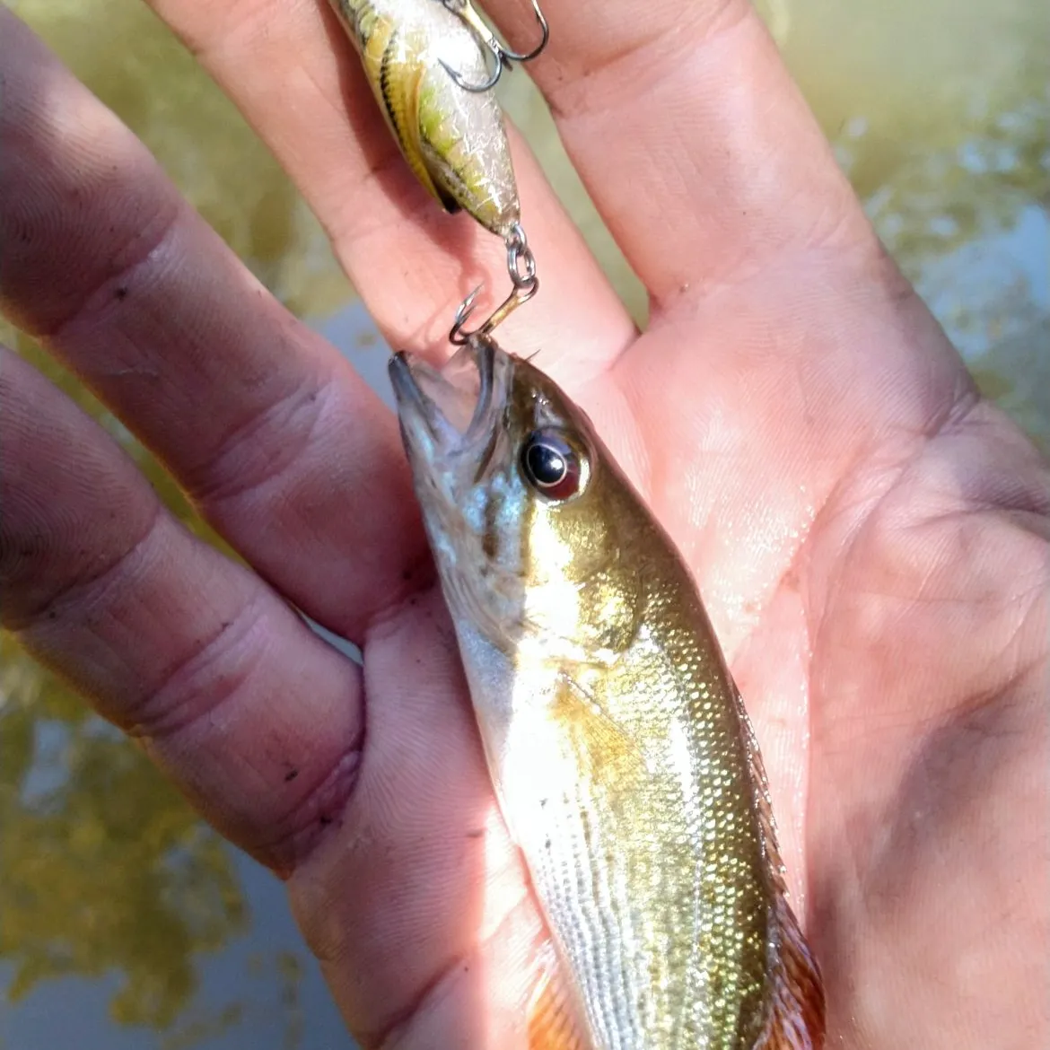 The most recent Redeye bass catches on Fishbrain