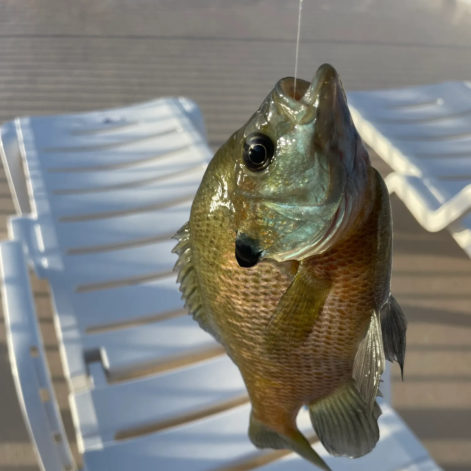 Bluegill caught on Fishbrain