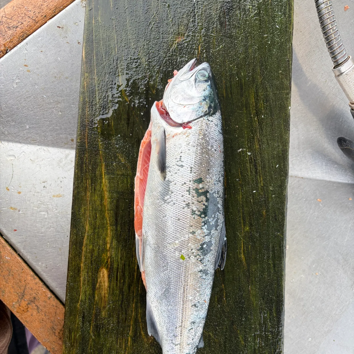 Coho salmon caught on Fishbrain