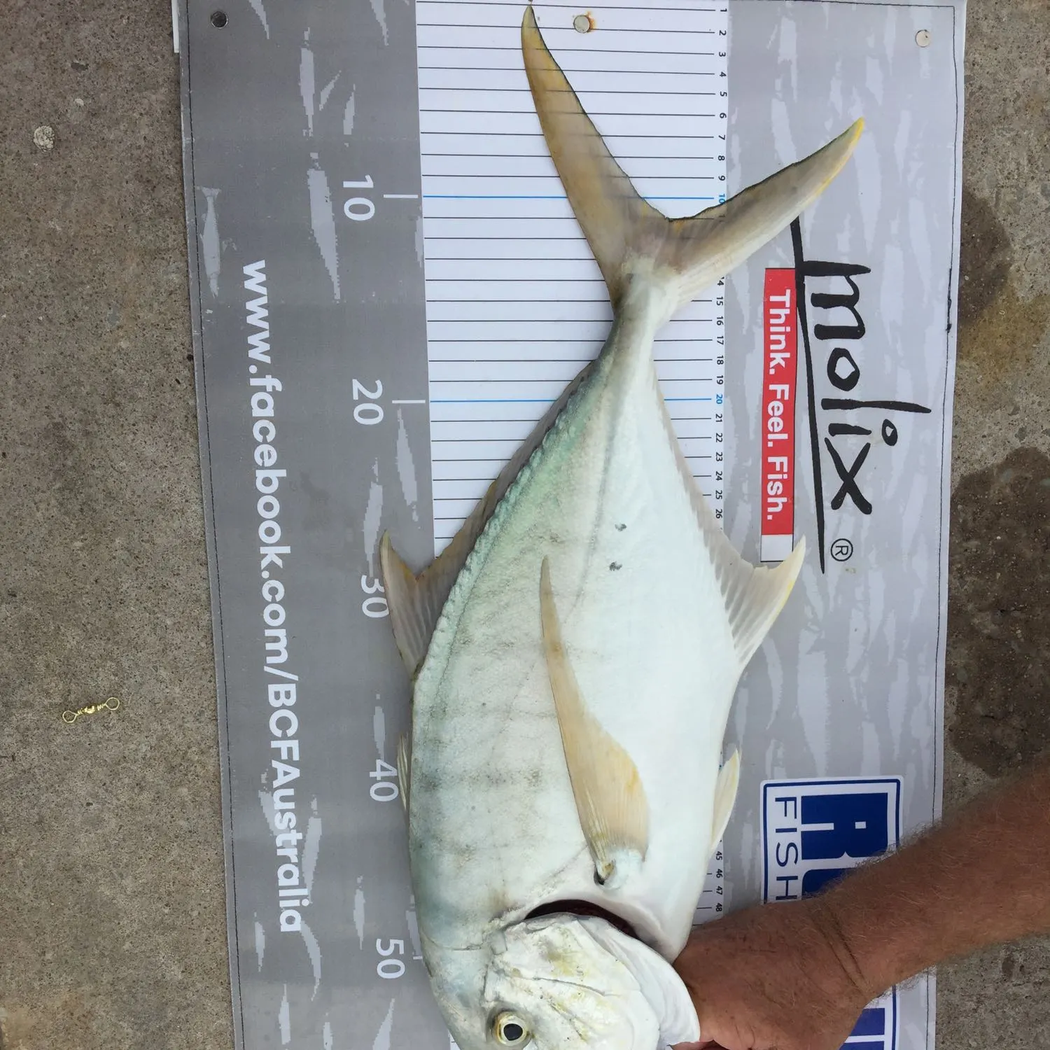 Golden trevally caught on Fishbrain