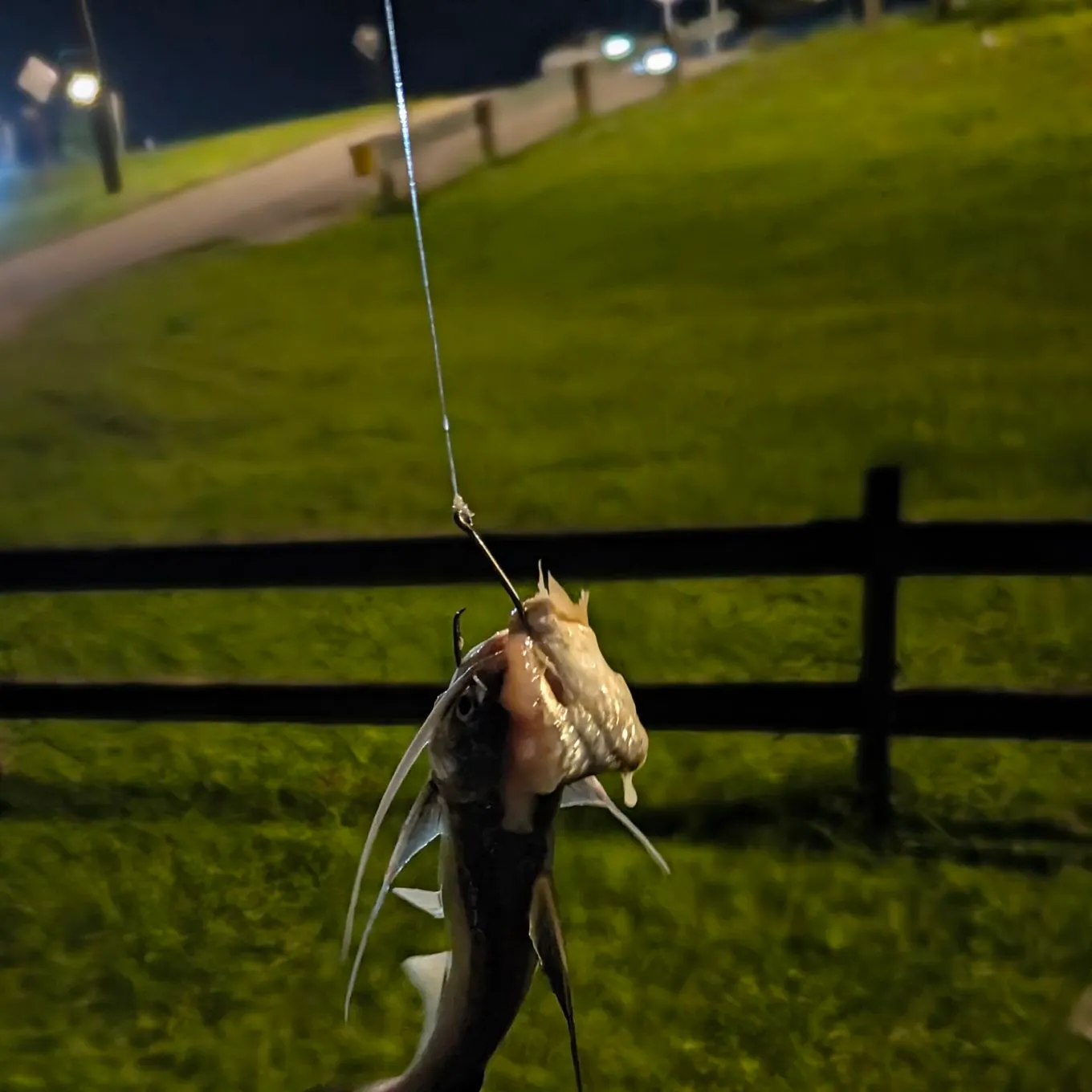 Gafftopsail sea catfish caught on Fishbrain