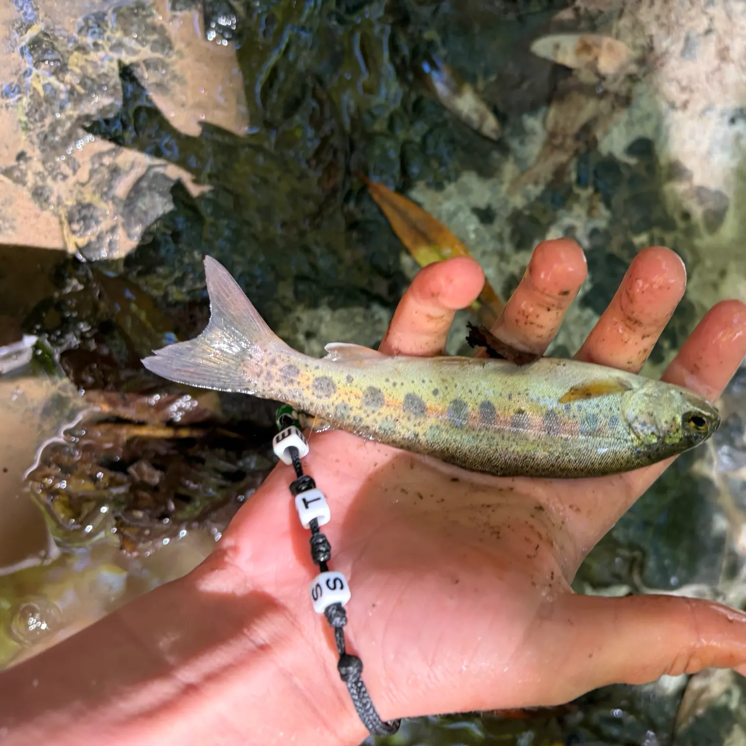 The most recent Coastal rainbow trout catches on Fishbrain