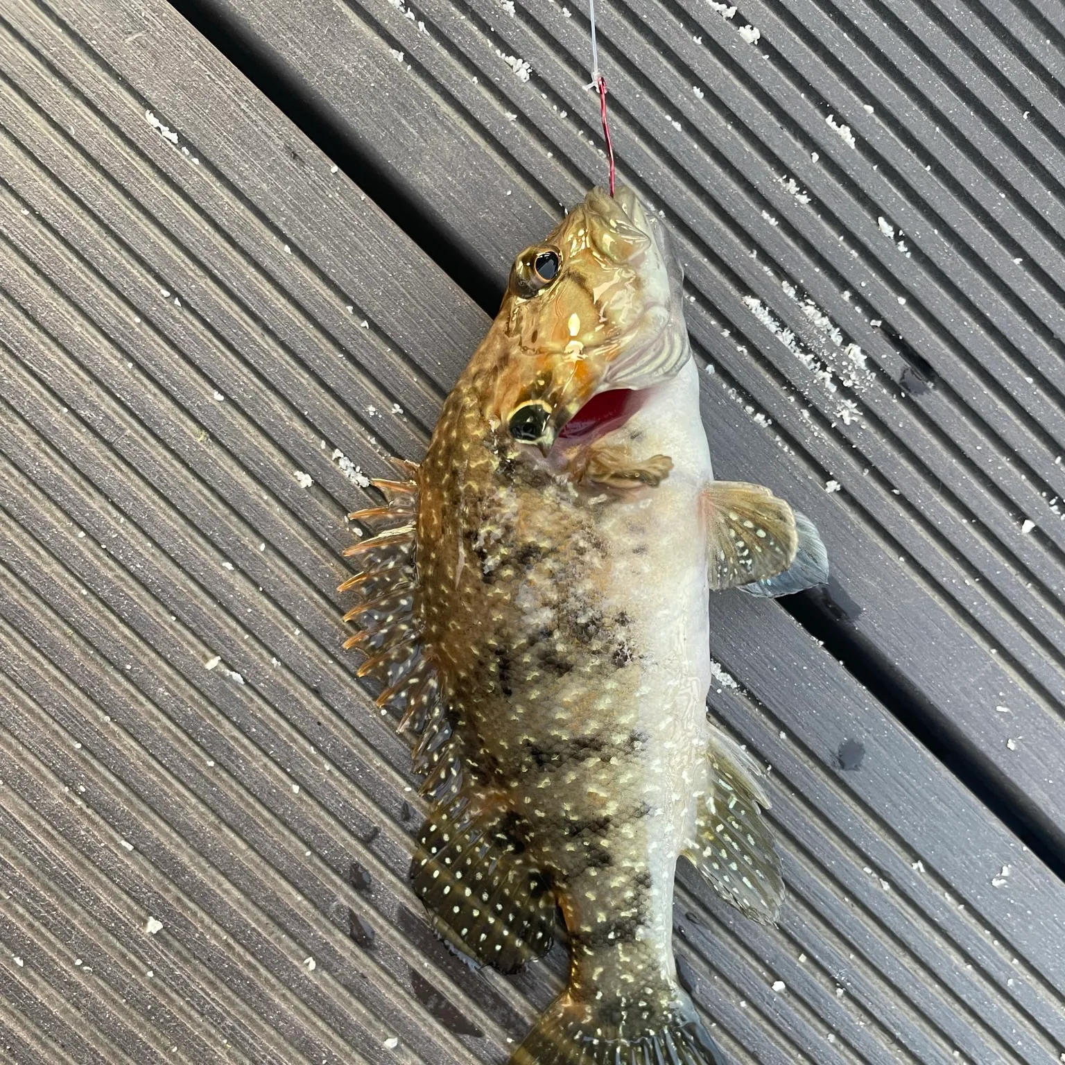 The most recent Leopard mandarin fish catches on Fishbrain