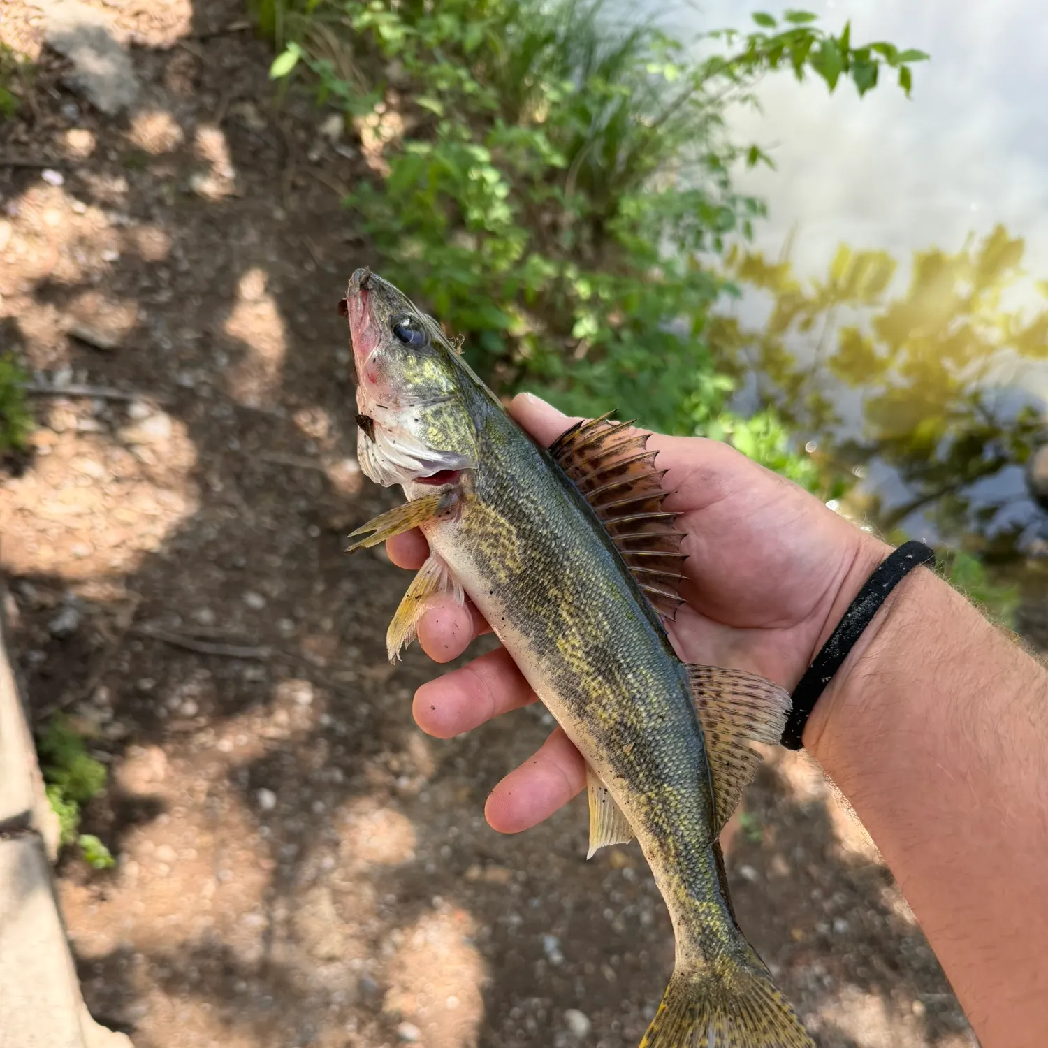 The most recent Sauger catches on Fishbrain