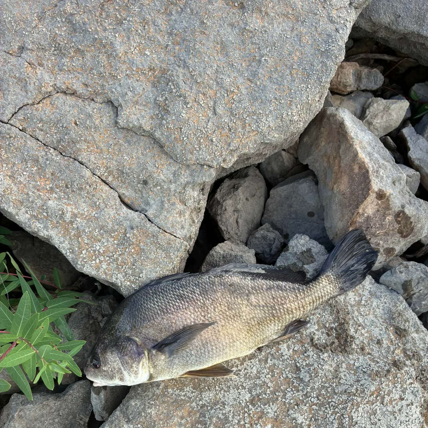 Freshwater drum caught on Fishbrain