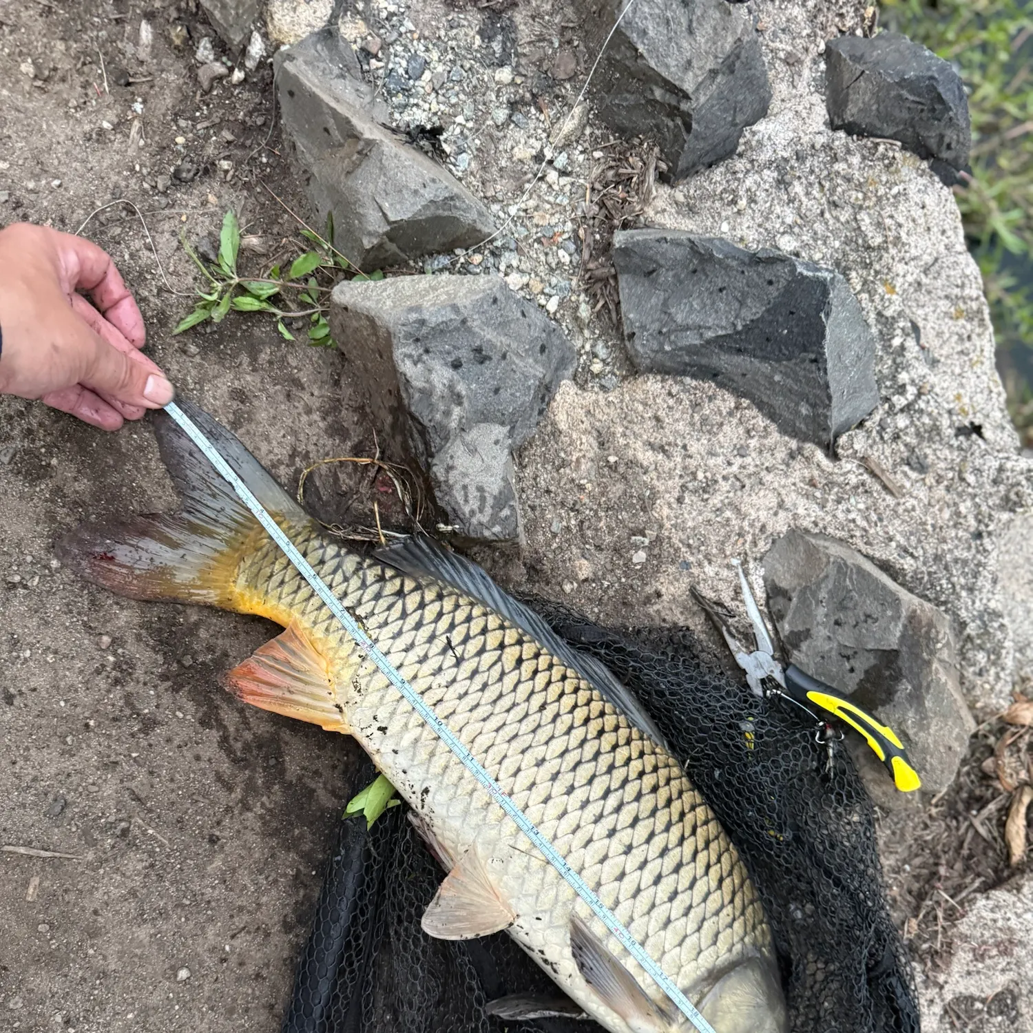 catch