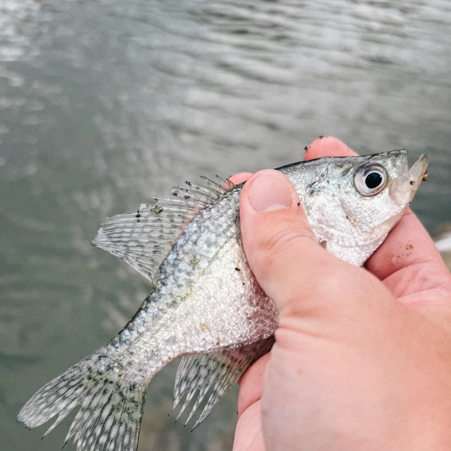The most recent Black crappie catches on Fishbrain