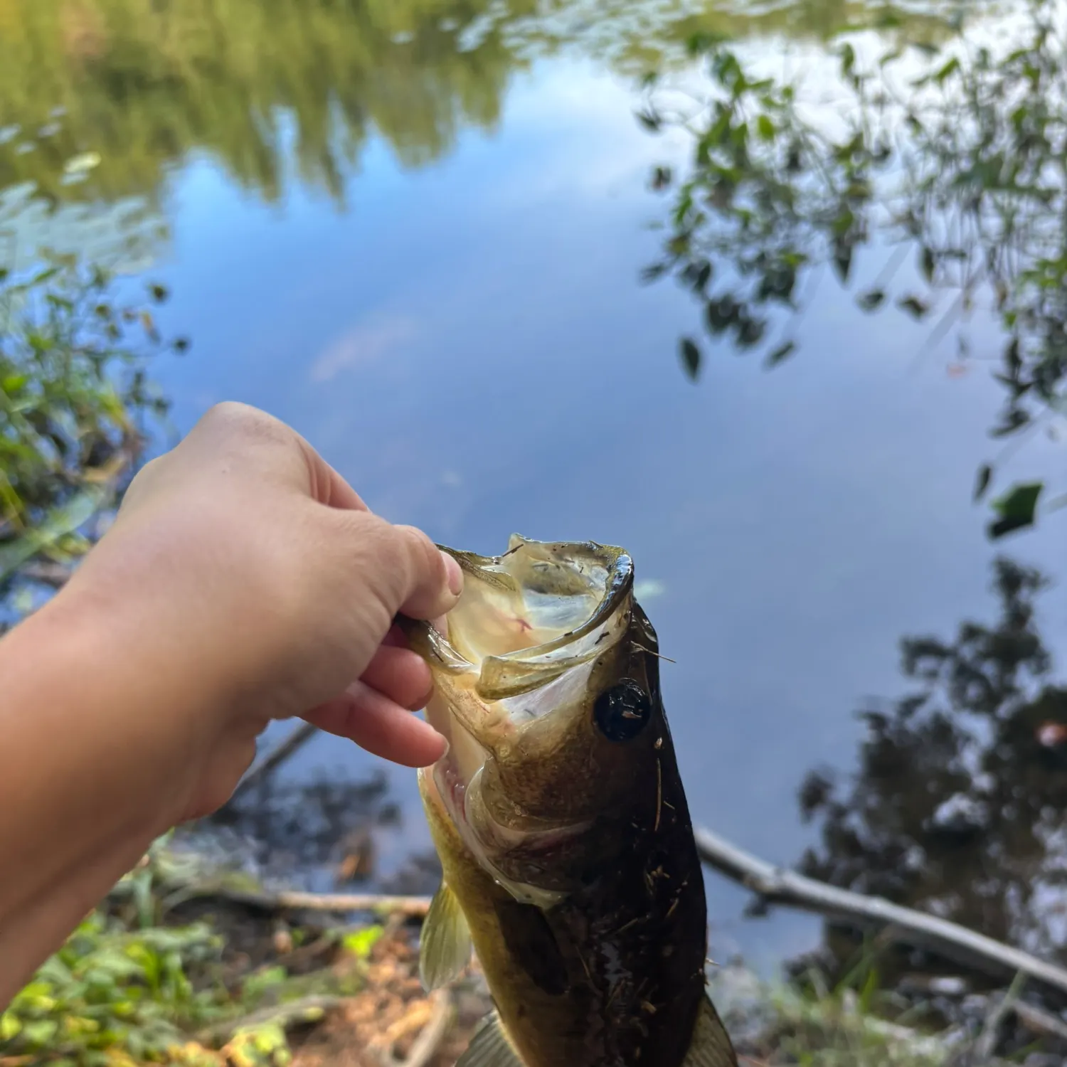 Largemouth bass caught on Fishbrain