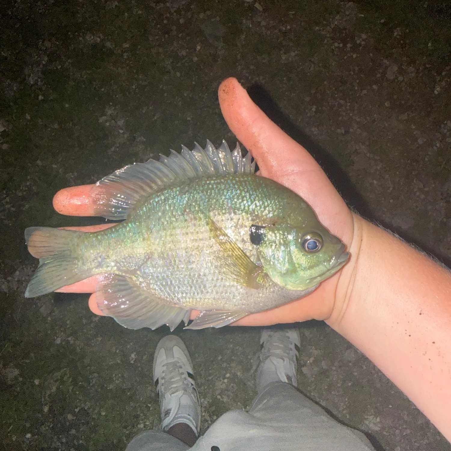 Bluegill caught on Fishbrain