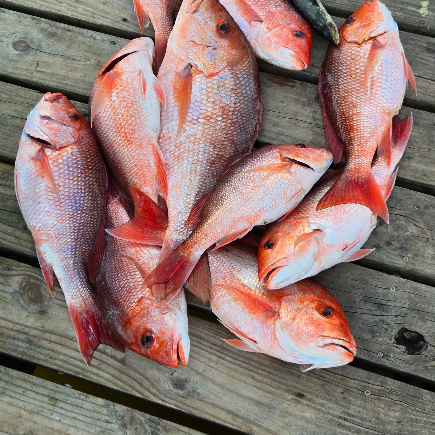 The most recent Northern red snapper catches on Fishbrain