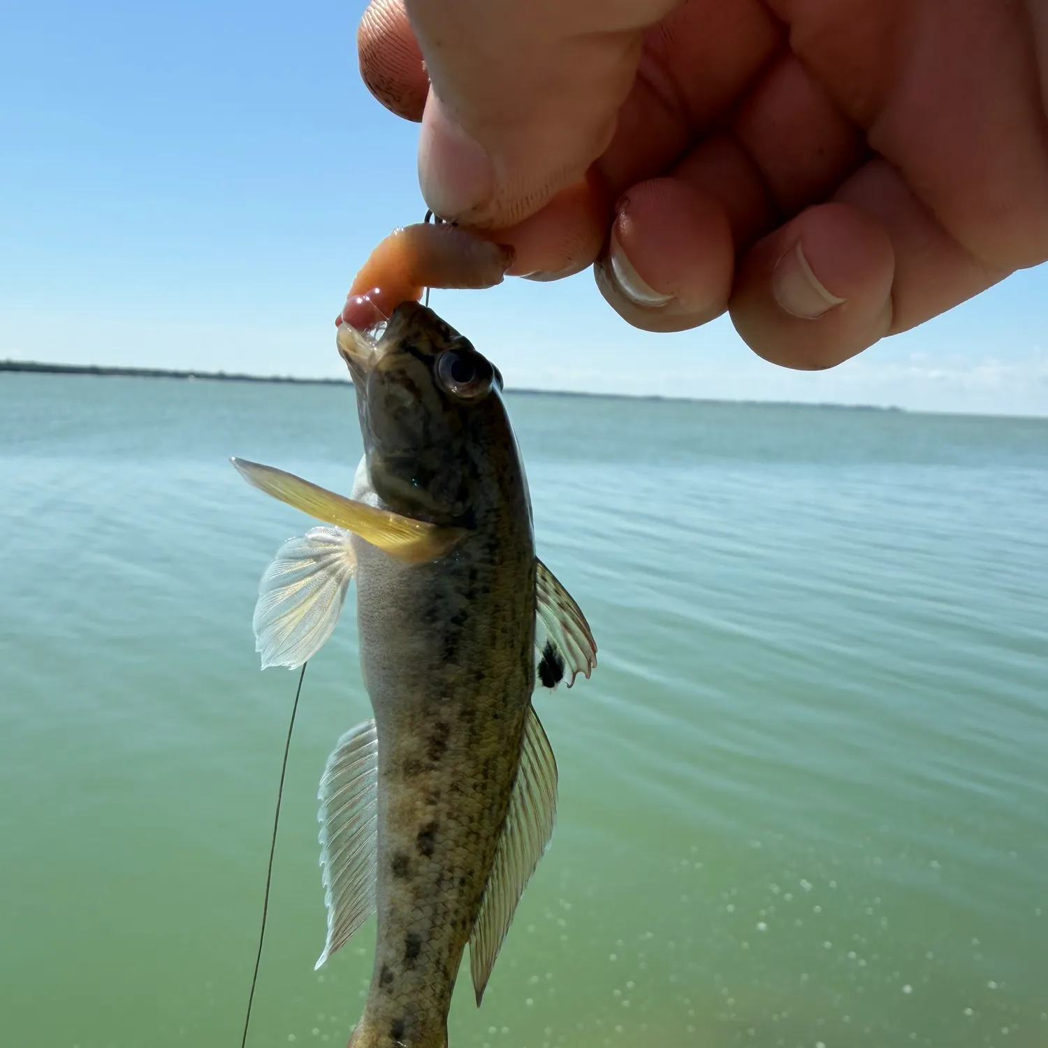 The most recent Bigscale logperch catches on Fishbrain