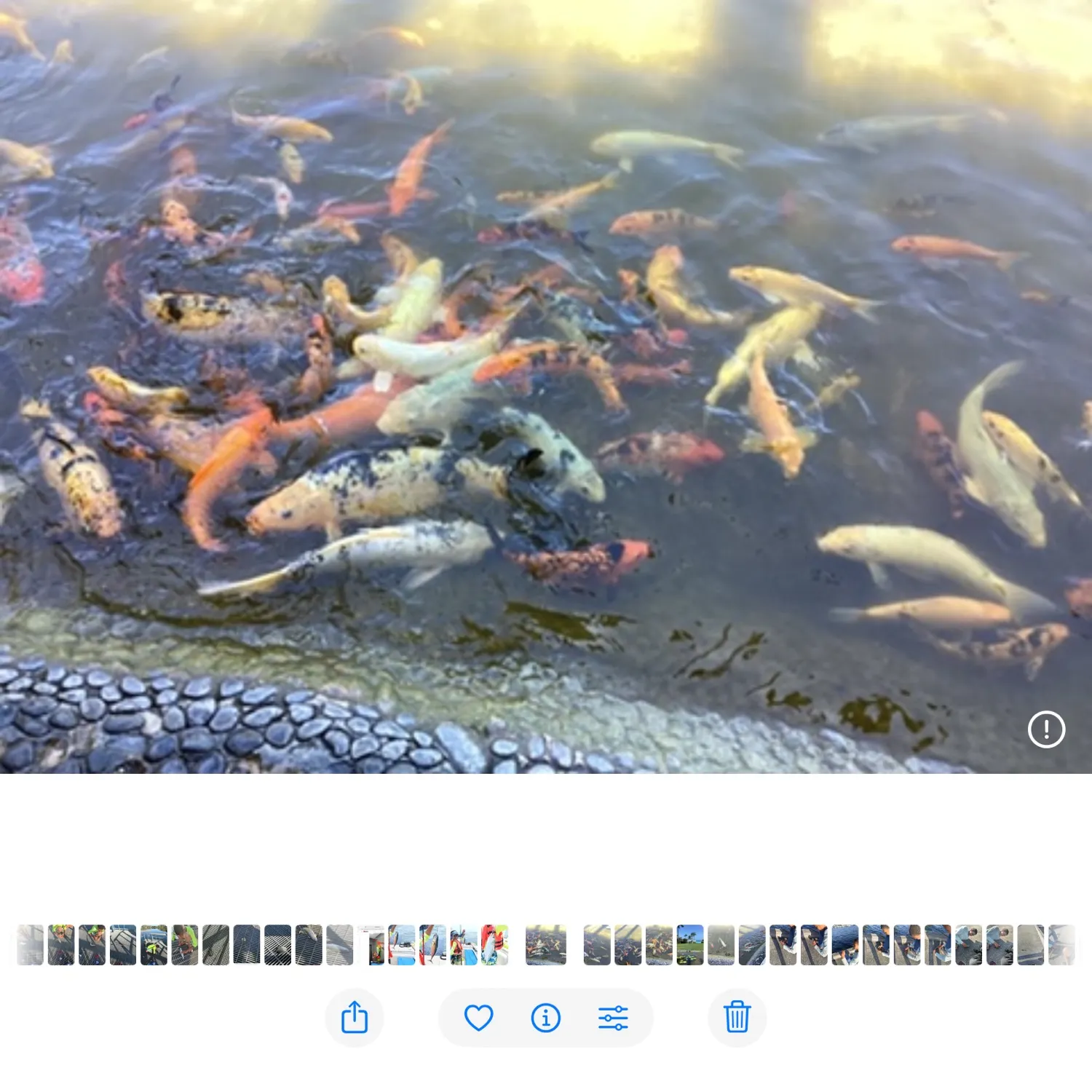 recently logged catches