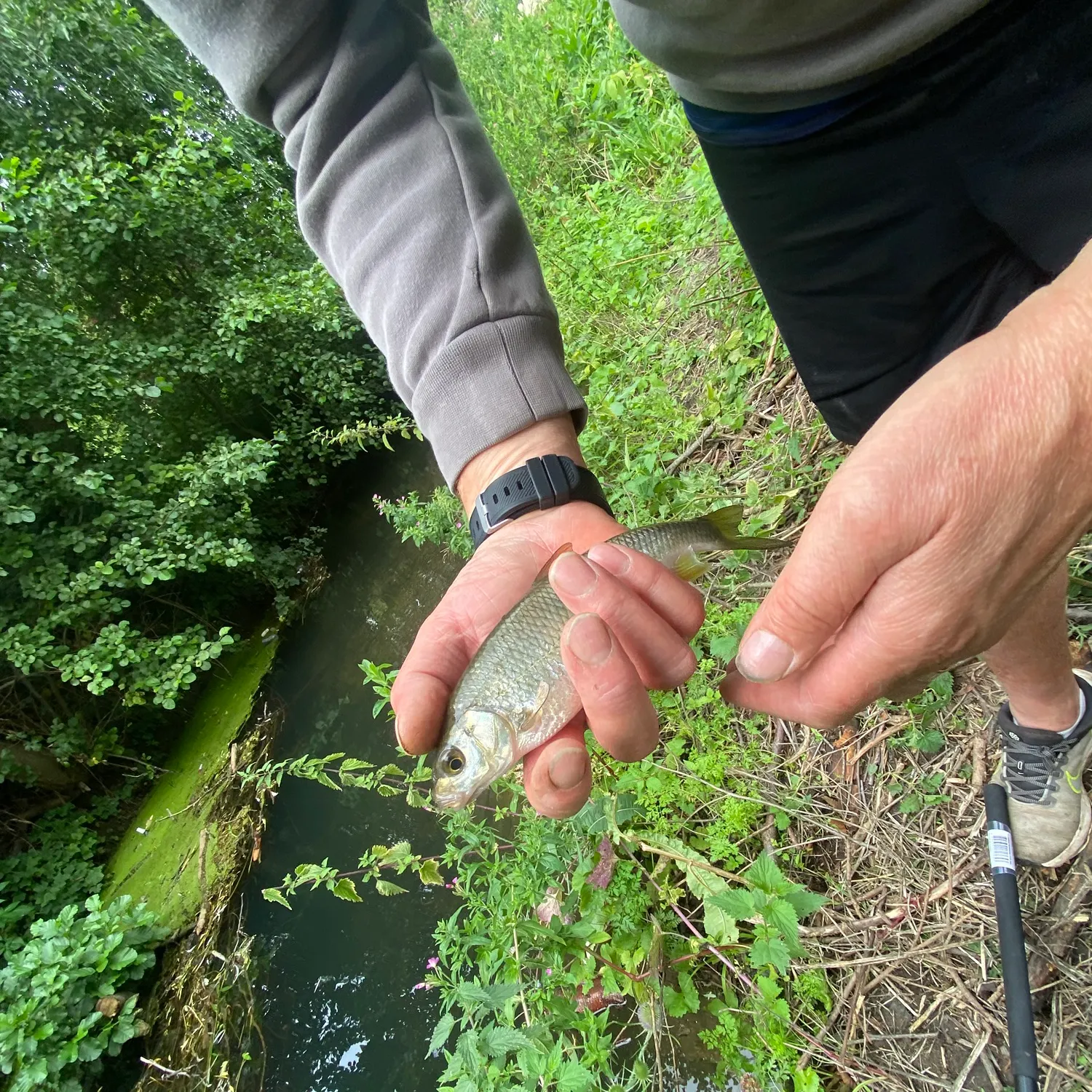 The most recent Common dace catches on Fishbrain