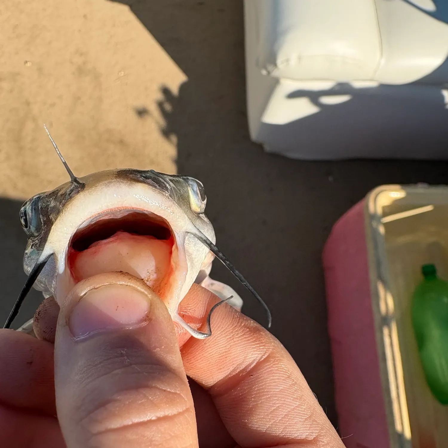 Fish caught on Fishbrain