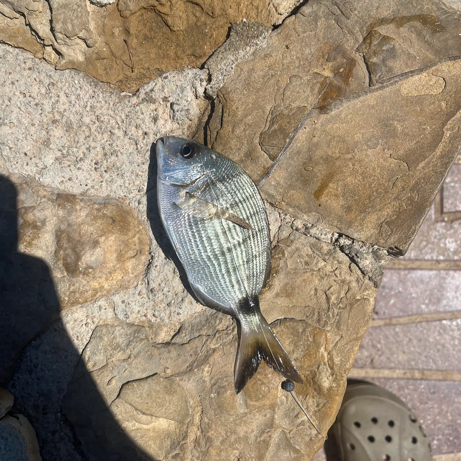 White seabream caught on Fishbrain