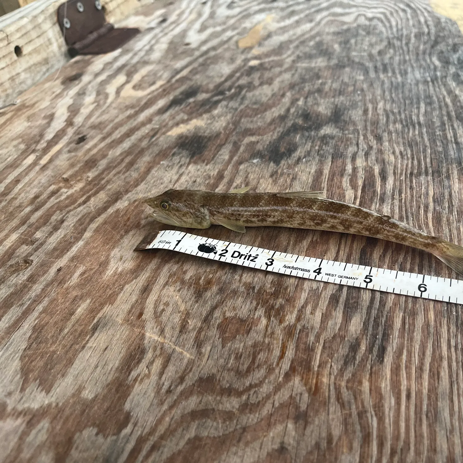 The most recent Inshore lizardfish catches on Fishbrain