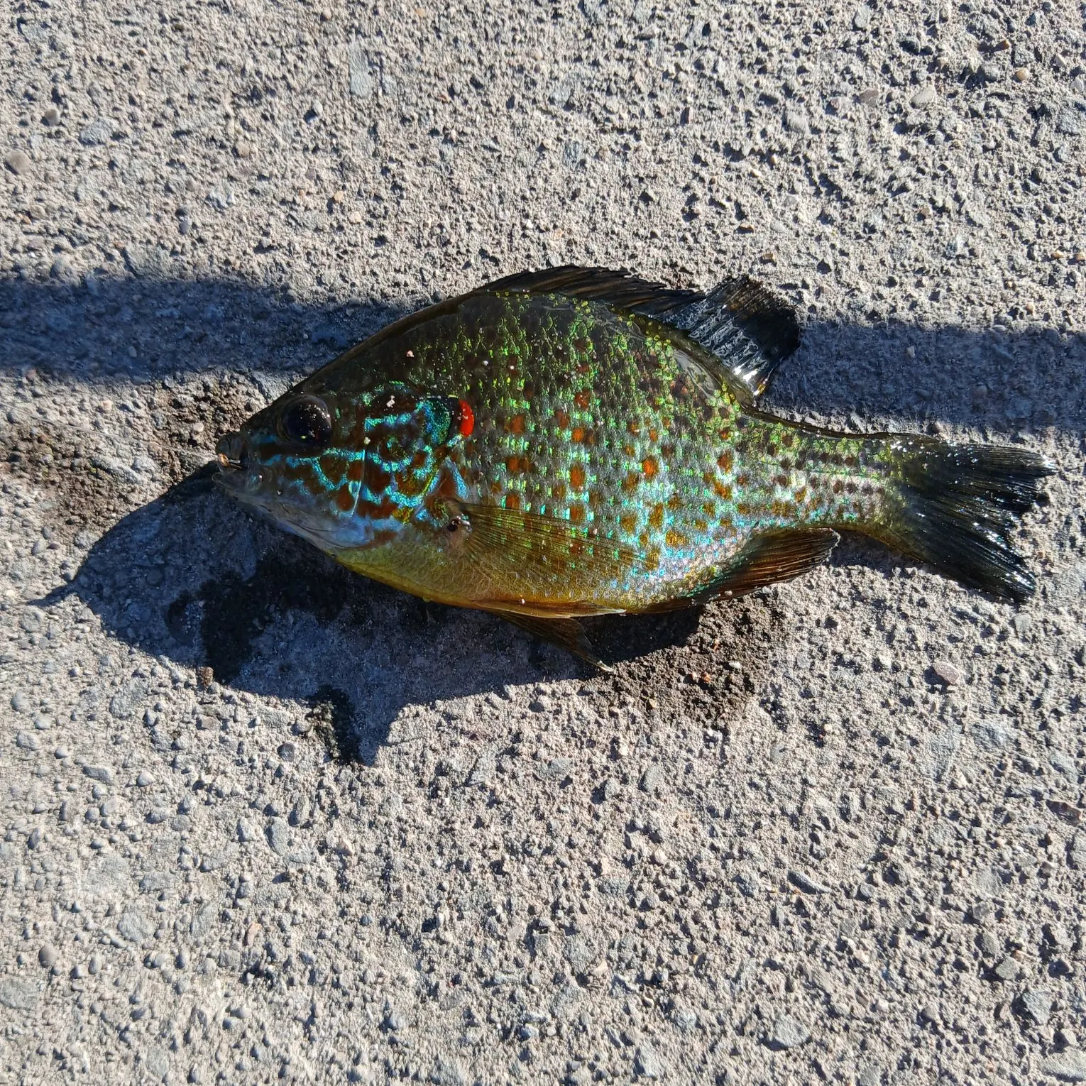 Pumpkinseed caught on Fishbrain