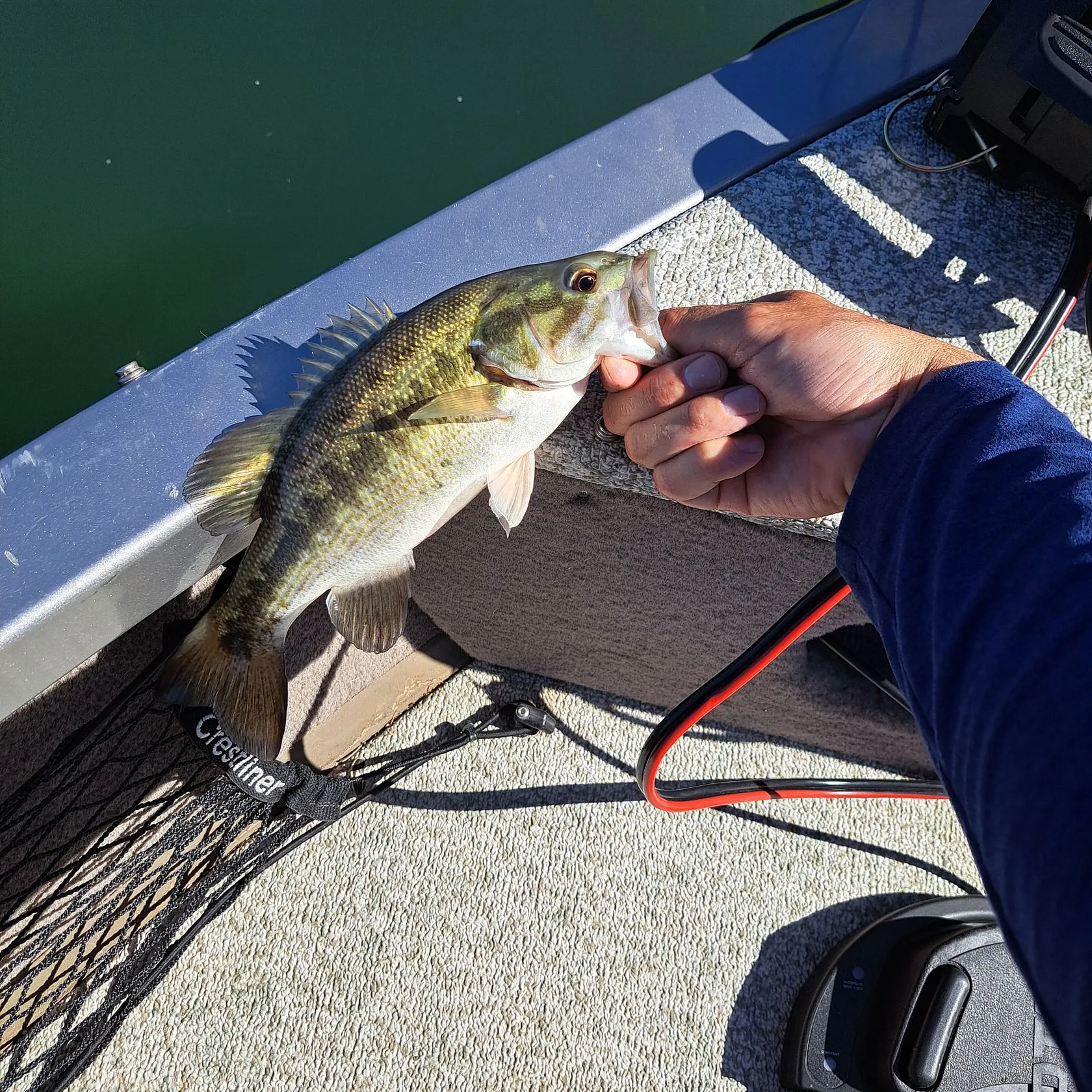 Spotted bass caught on Fishbrain