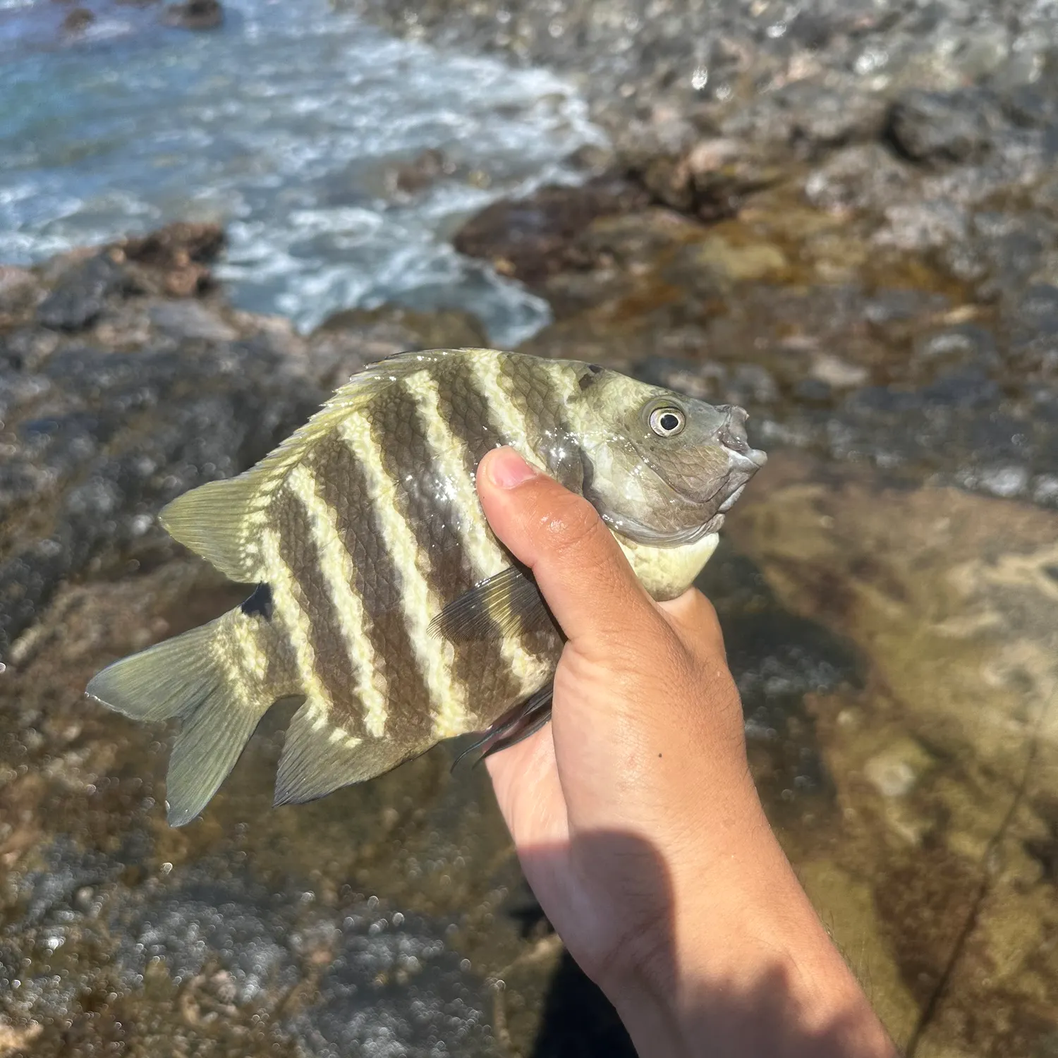 The most recent Blackspot sergeant catches on Fishbrain