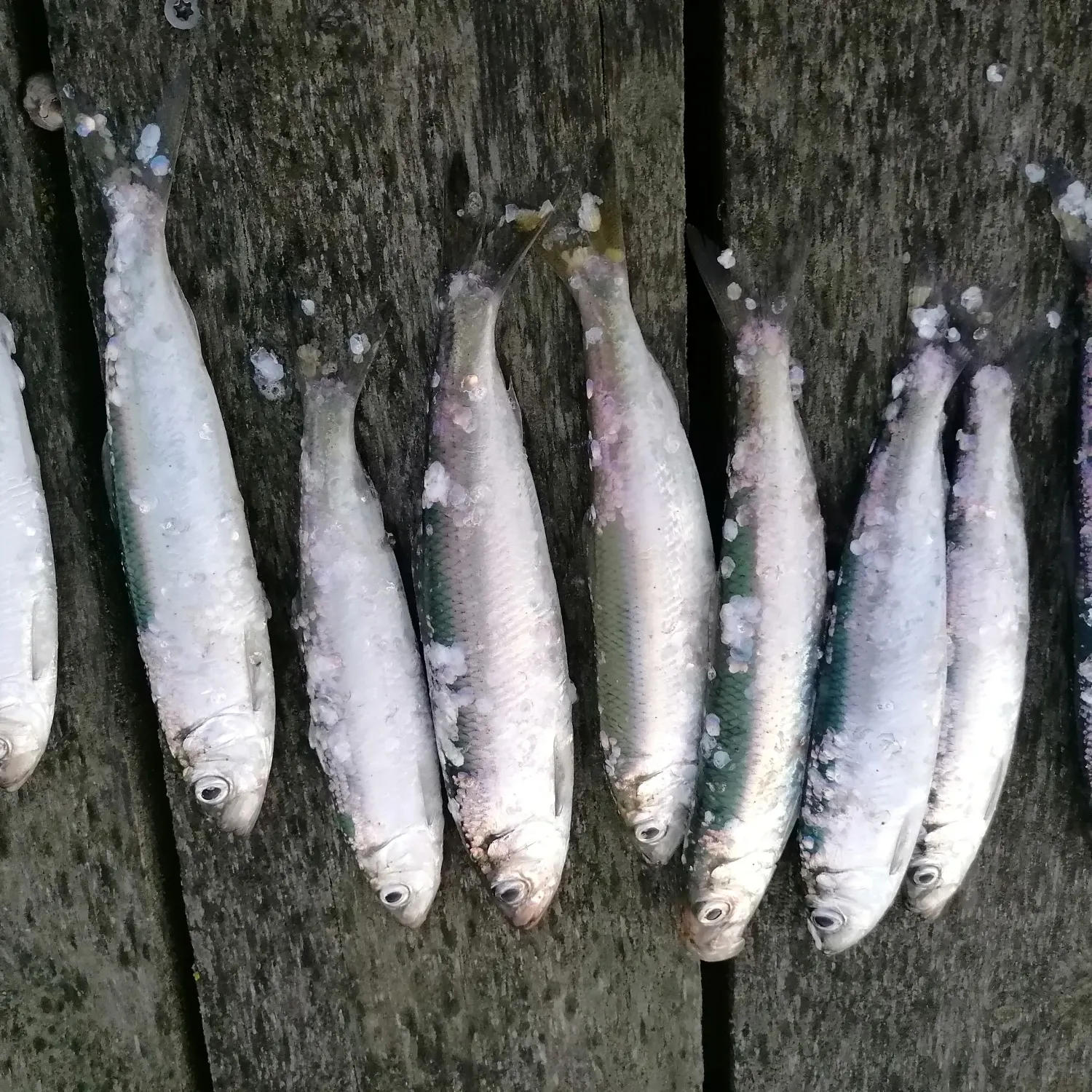 recently logged catches