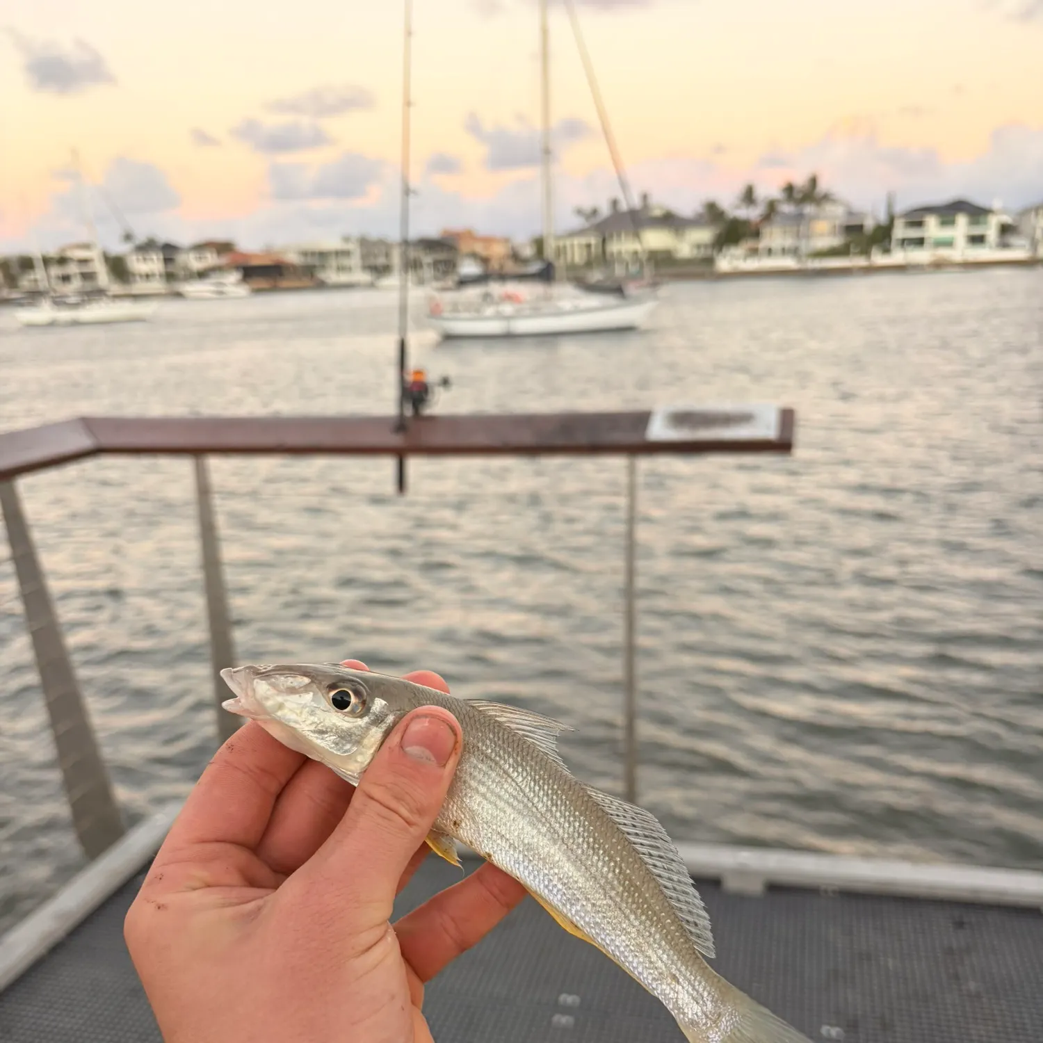 The most recent Sand sillago catches on Fishbrain