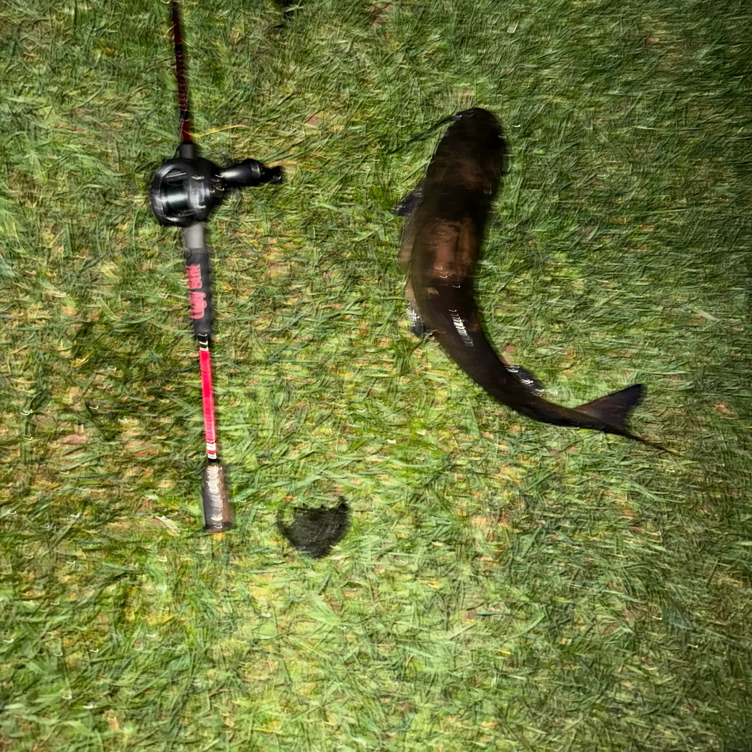 Channel catfish caught on Fishbrain