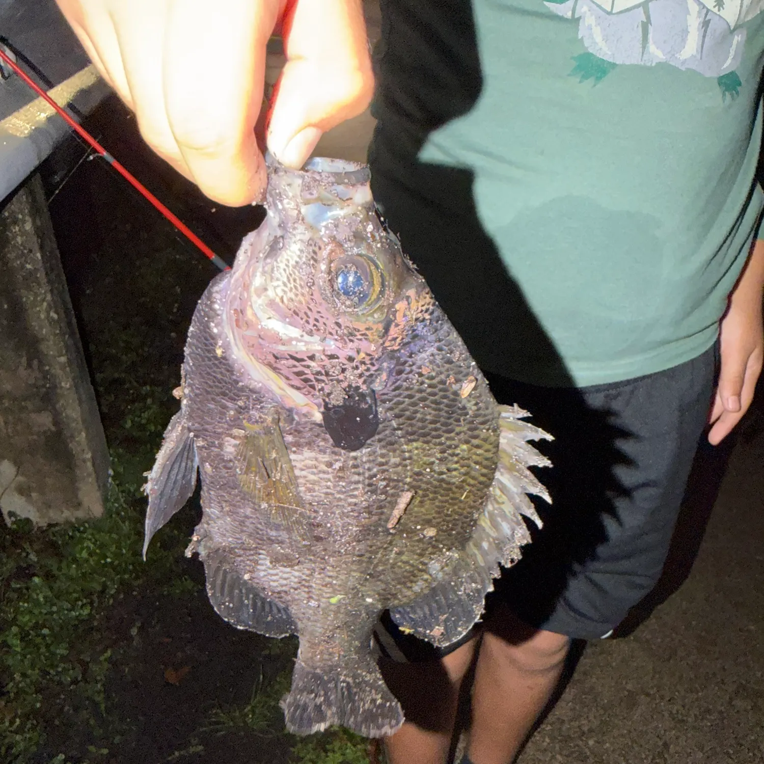 Bluegill caught on Fishbrain