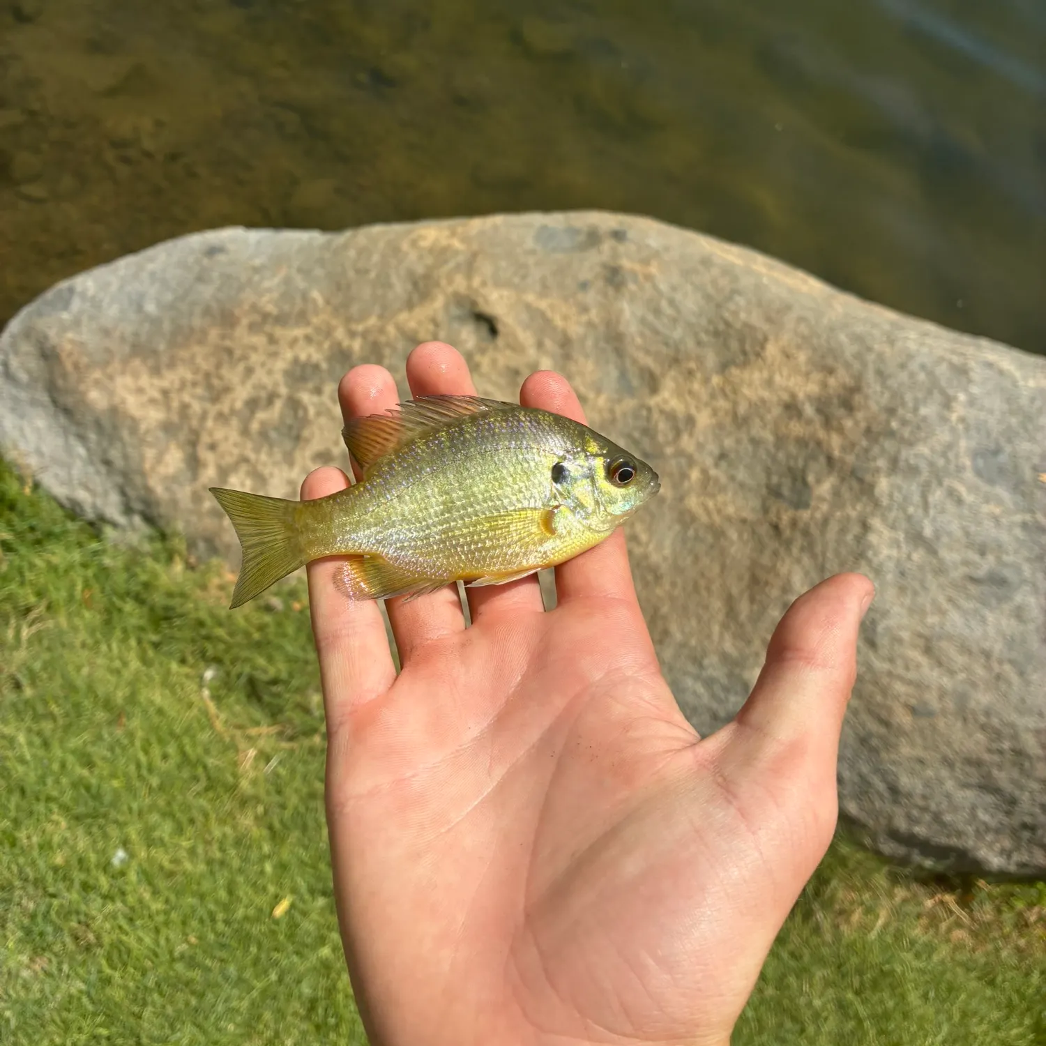 Bluegill caught on Fishbrain