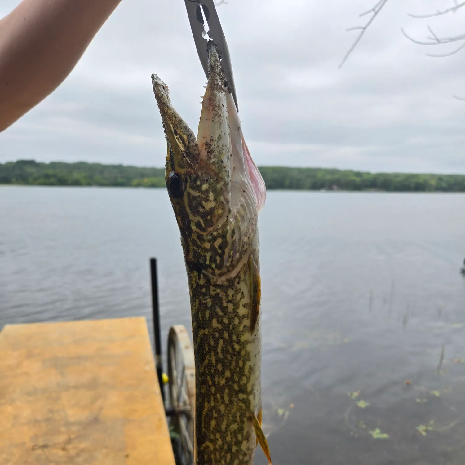 Northern pike caught on Fishbrain