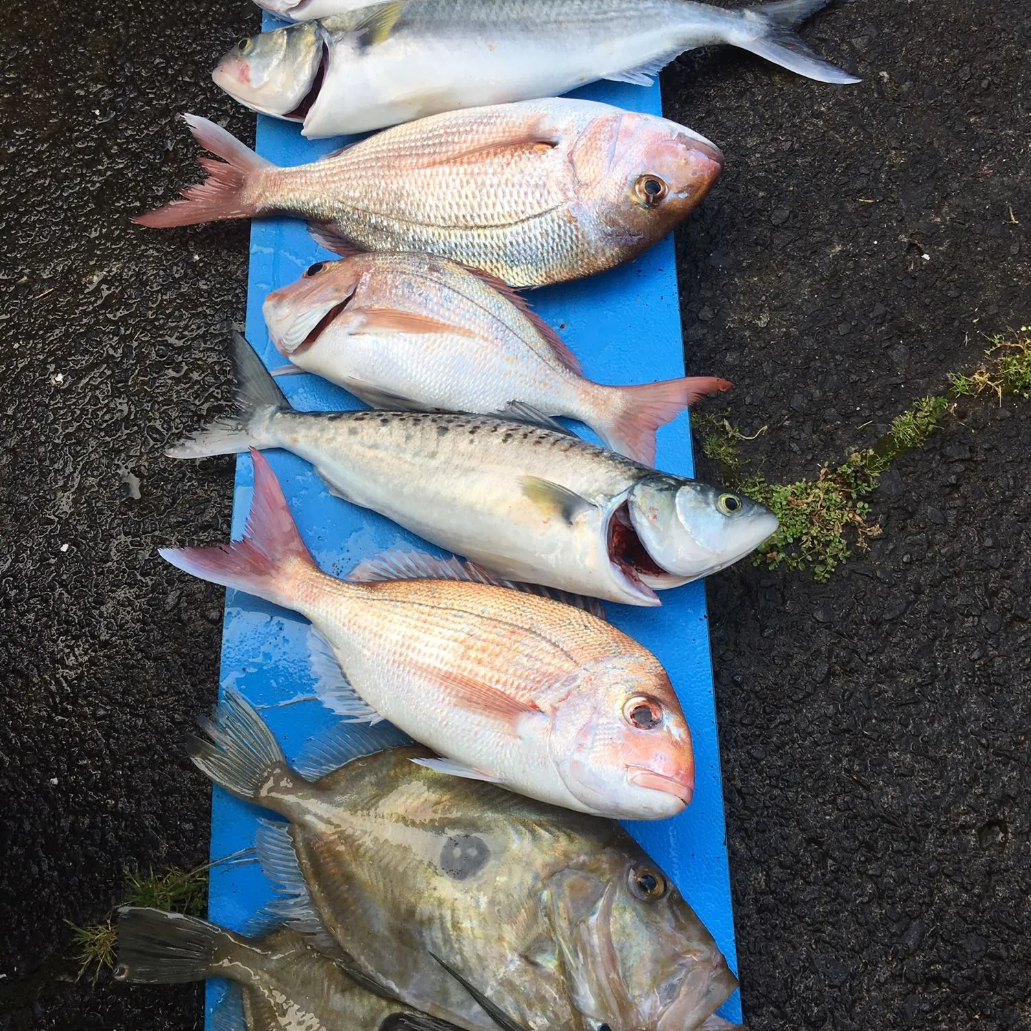 recently logged catches