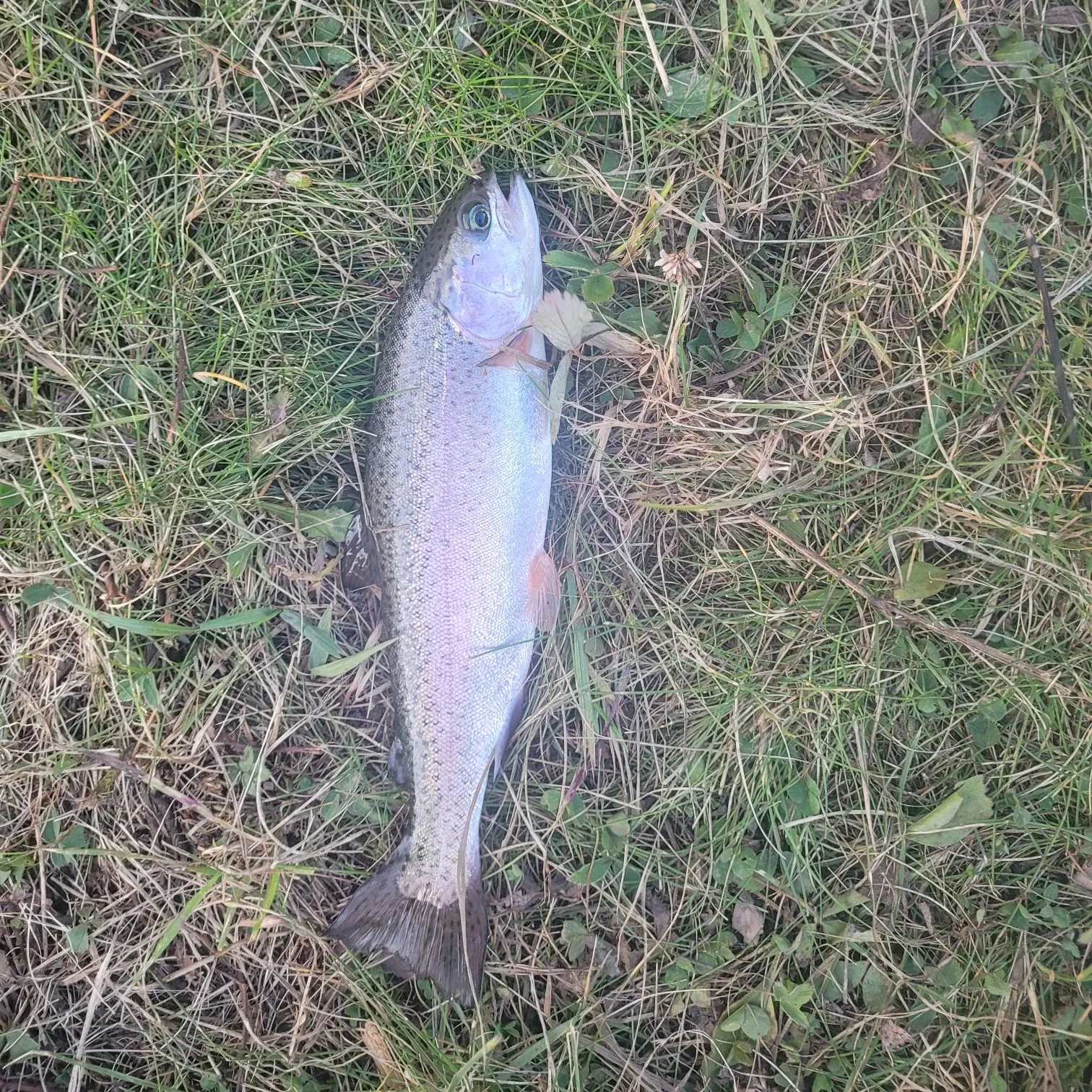 Rainbow trout caught on Fishbrain