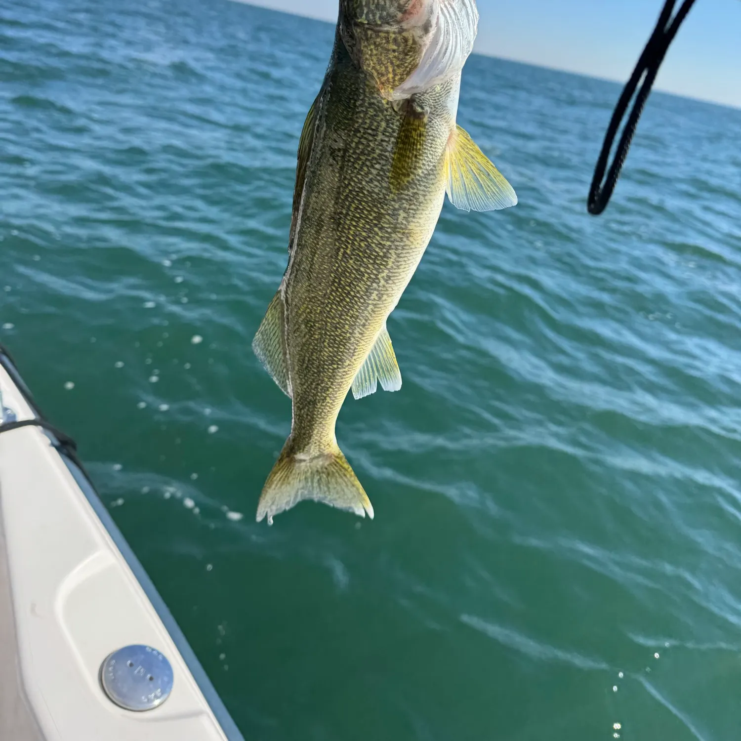 Walleye caught on Fishbrain
