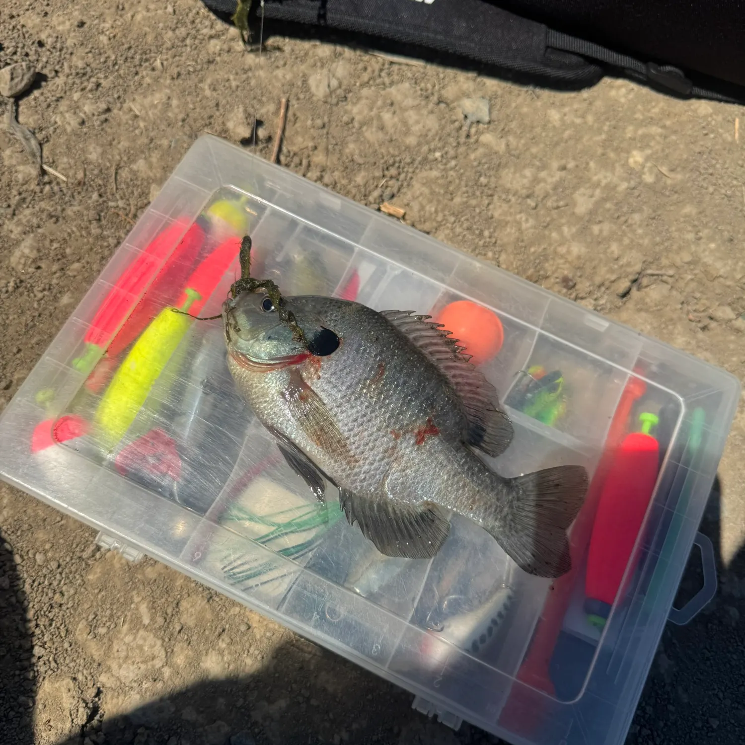 Bluegill caught on Fishbrain