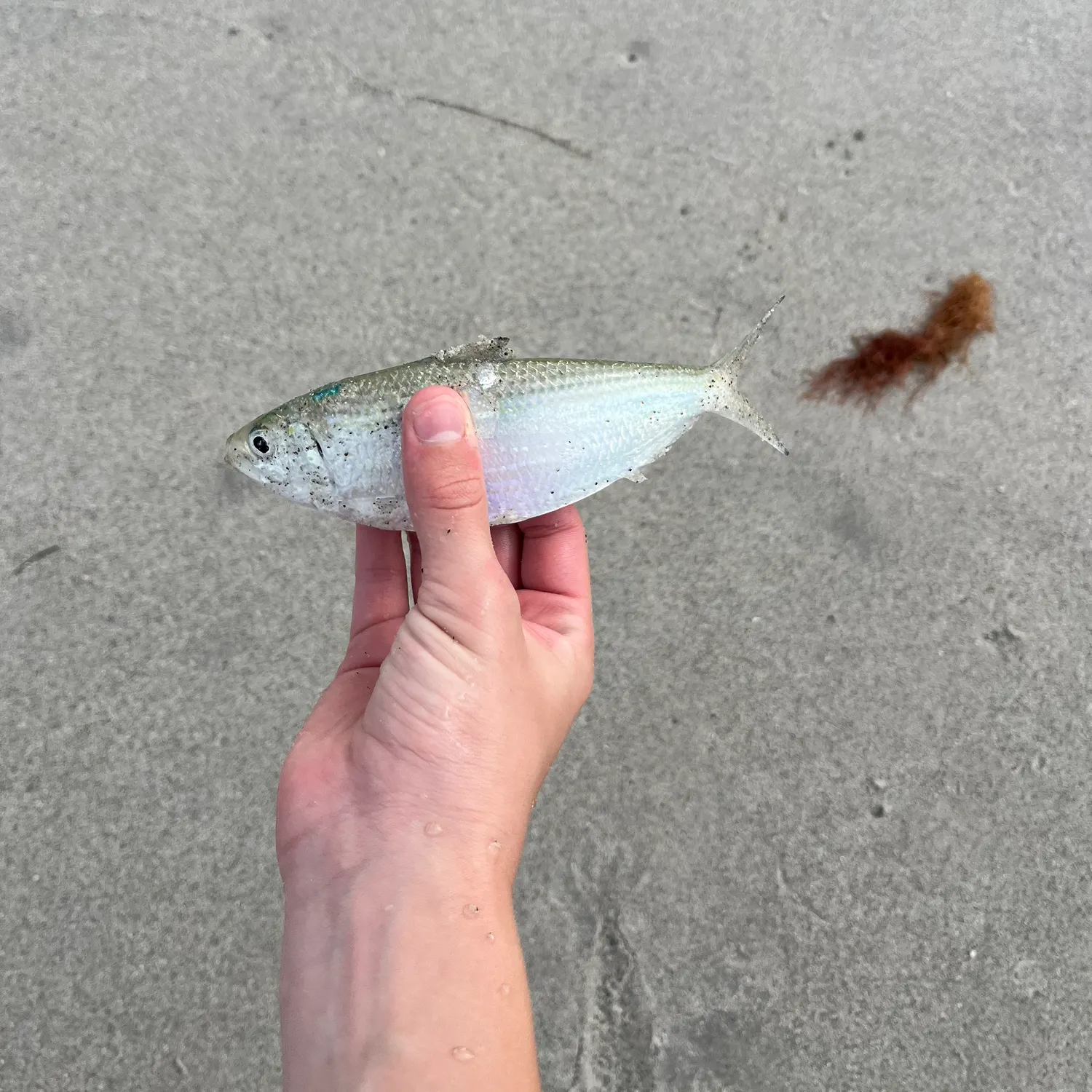 The most recent Atlantic thread herring catches on Fishbrain