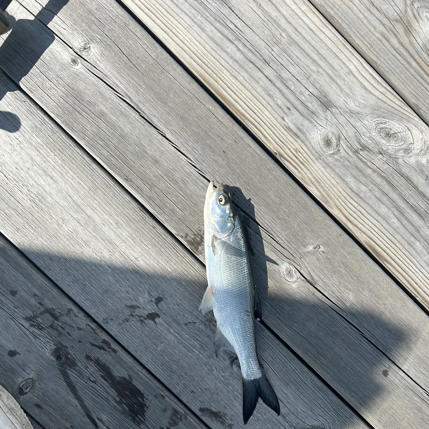 The most recent Asp catches on Fishbrain