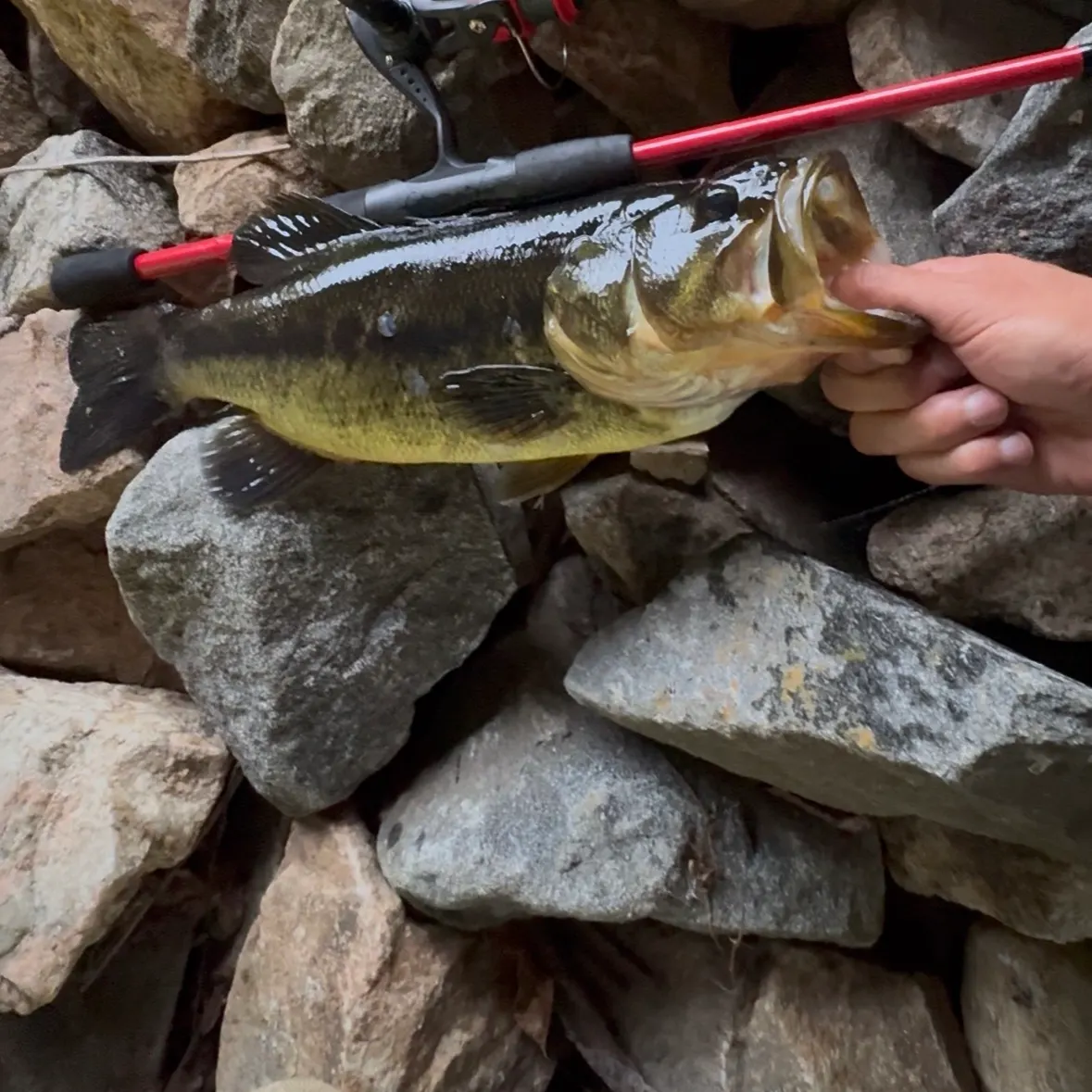Largemouth bass caught on Fishbrain