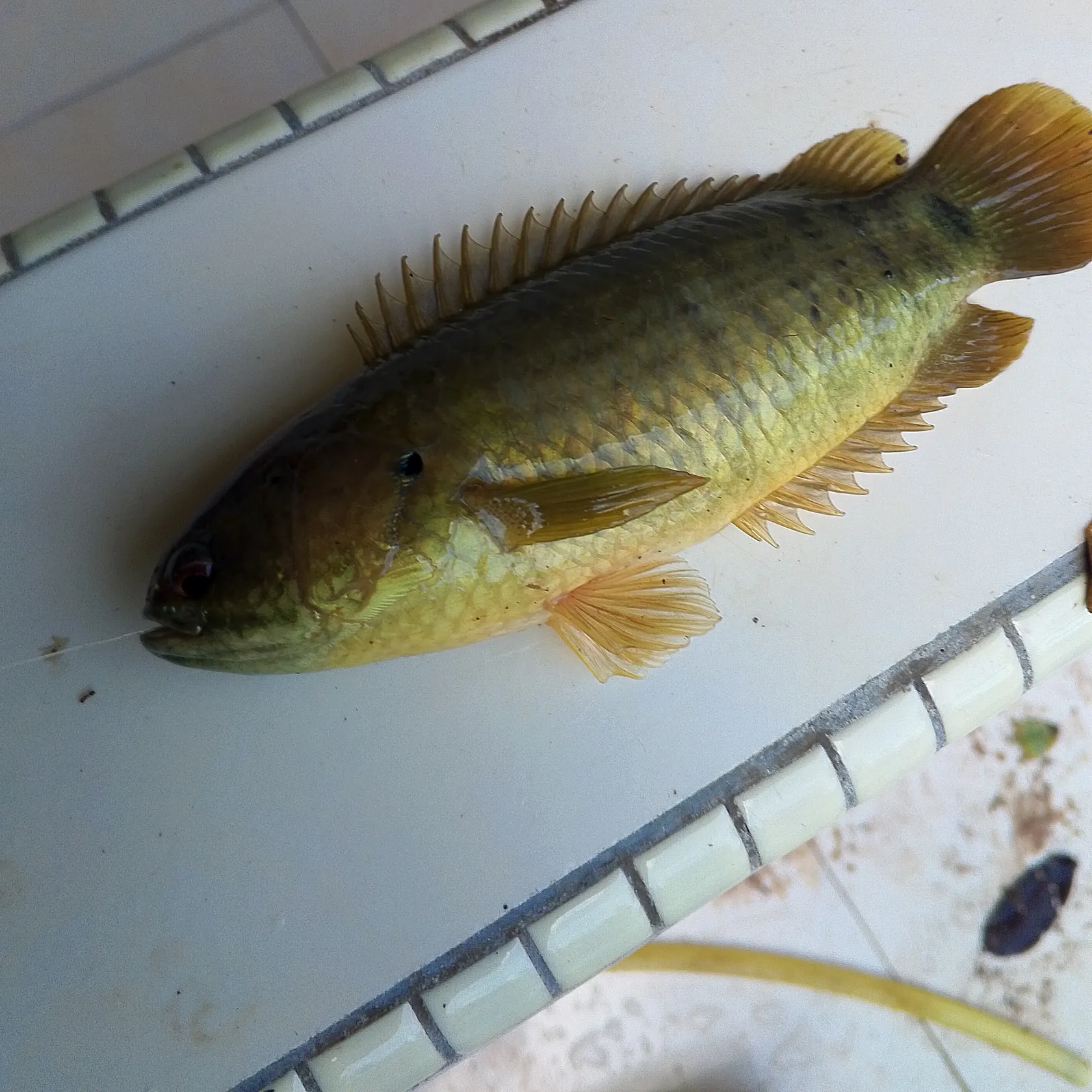 The most recent Climbing perch catches on Fishbrain
