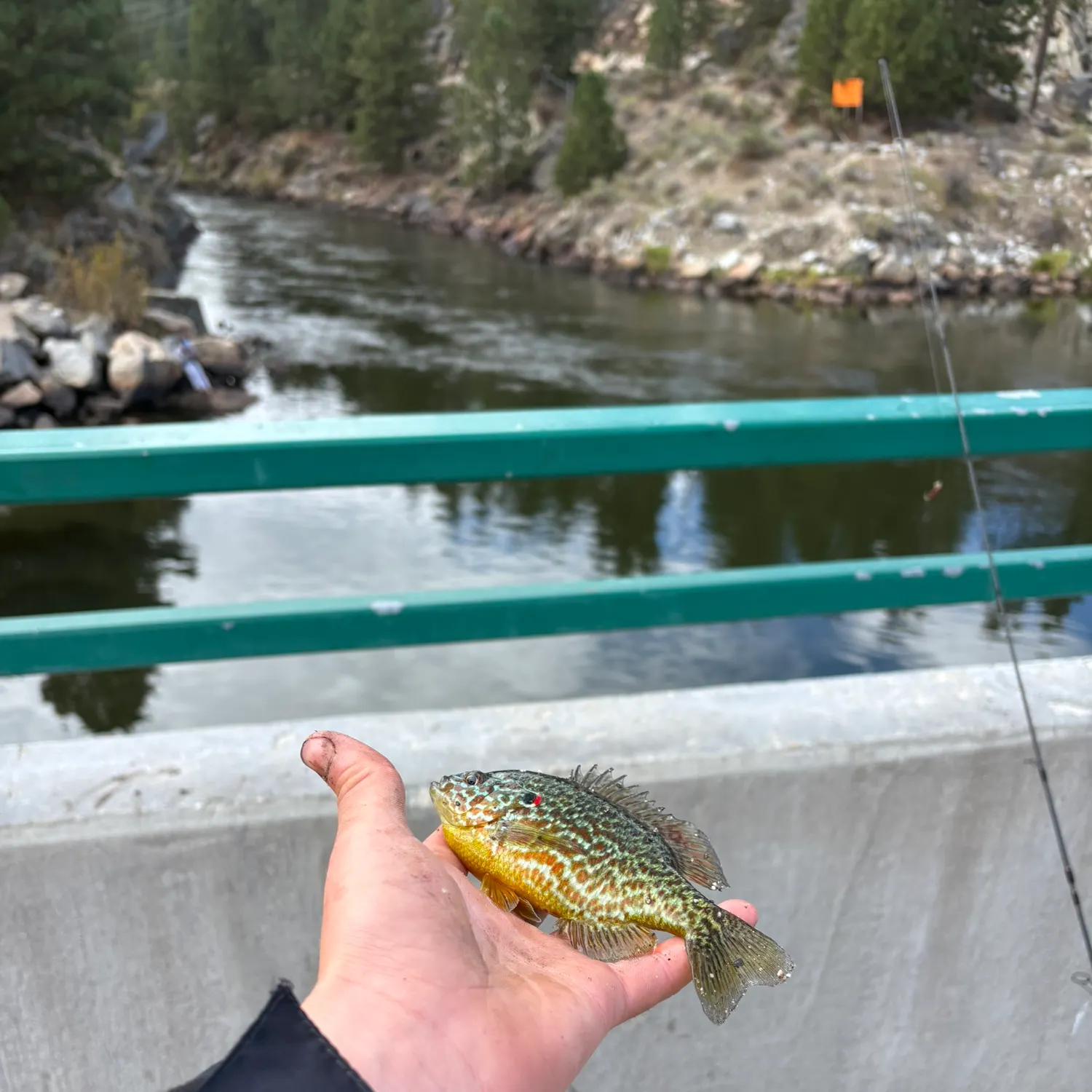 Pumpkinseed caught on Fishbrain