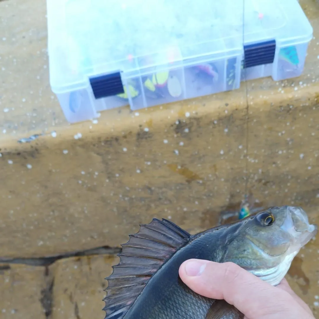 European perch caught on Fishbrain