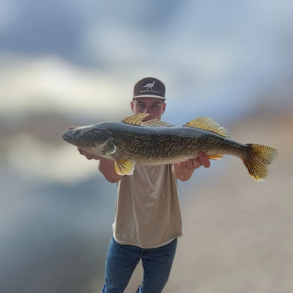 The most recent Walleye catches on Fishbrain