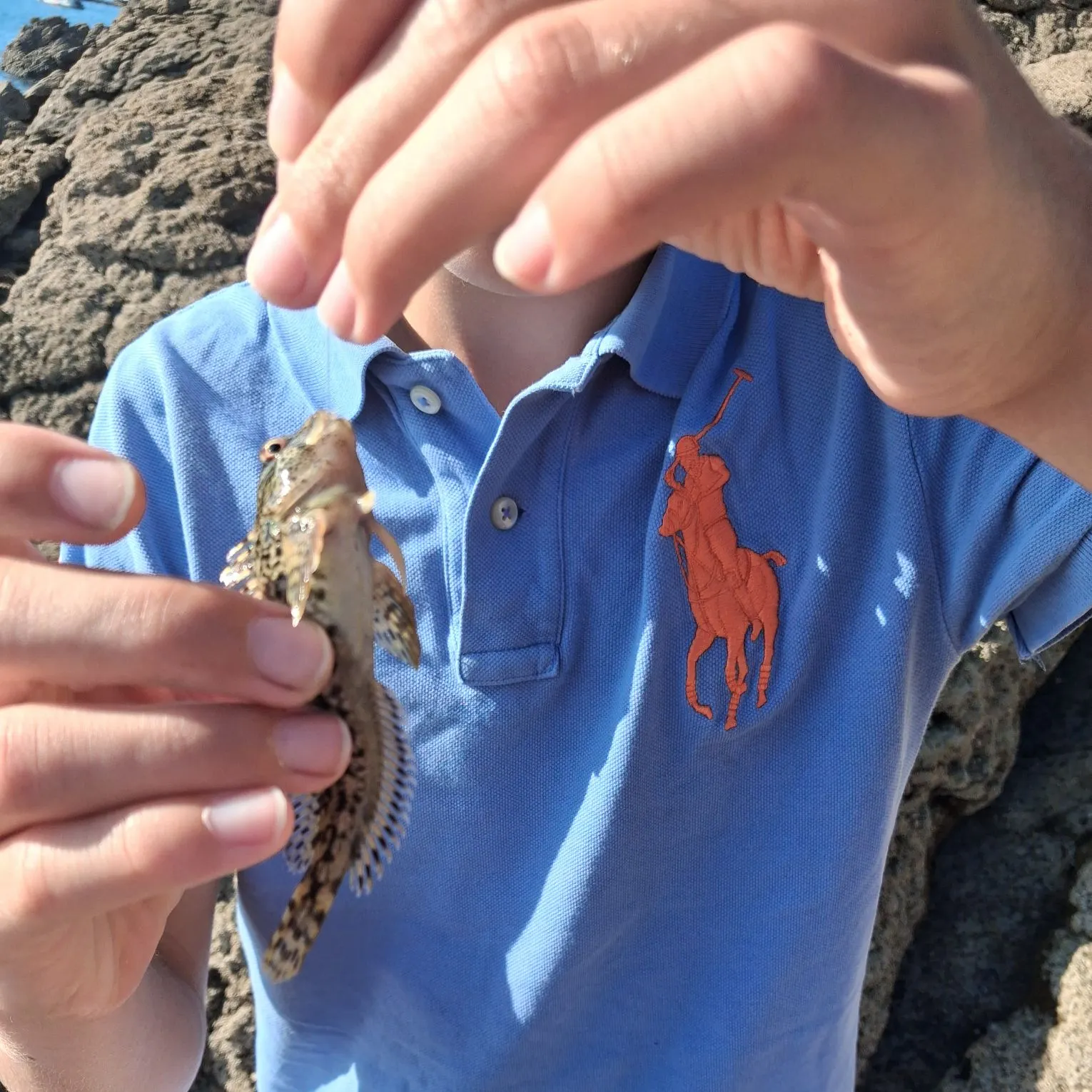 Black goby caught on Fishbrain